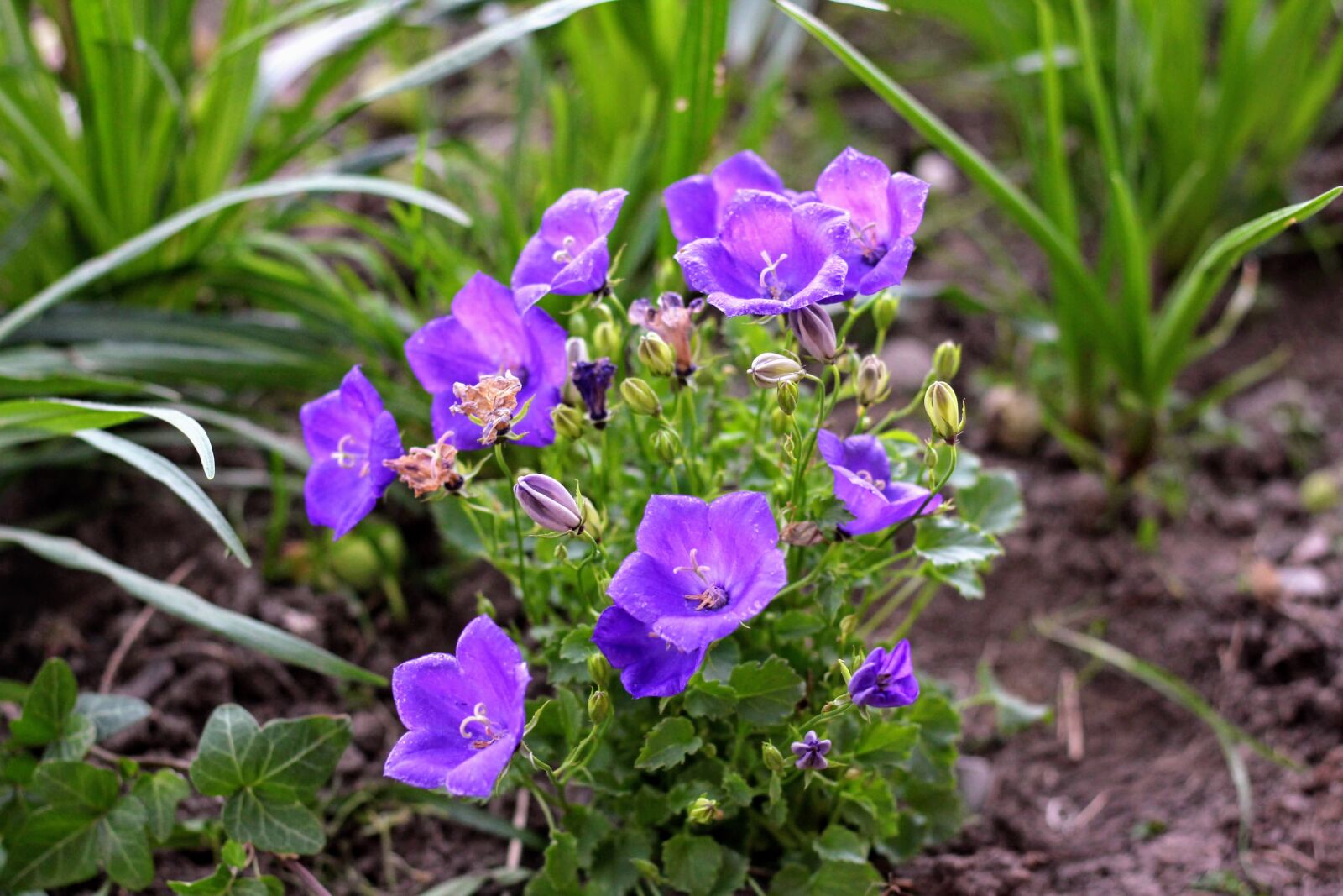 Canon EOS 700D (EOS Rebel T5i / EOS Kiss X7i) + Canon EF 50mm F1.8 STM sample photo. Flowers, ringtones, garden photography