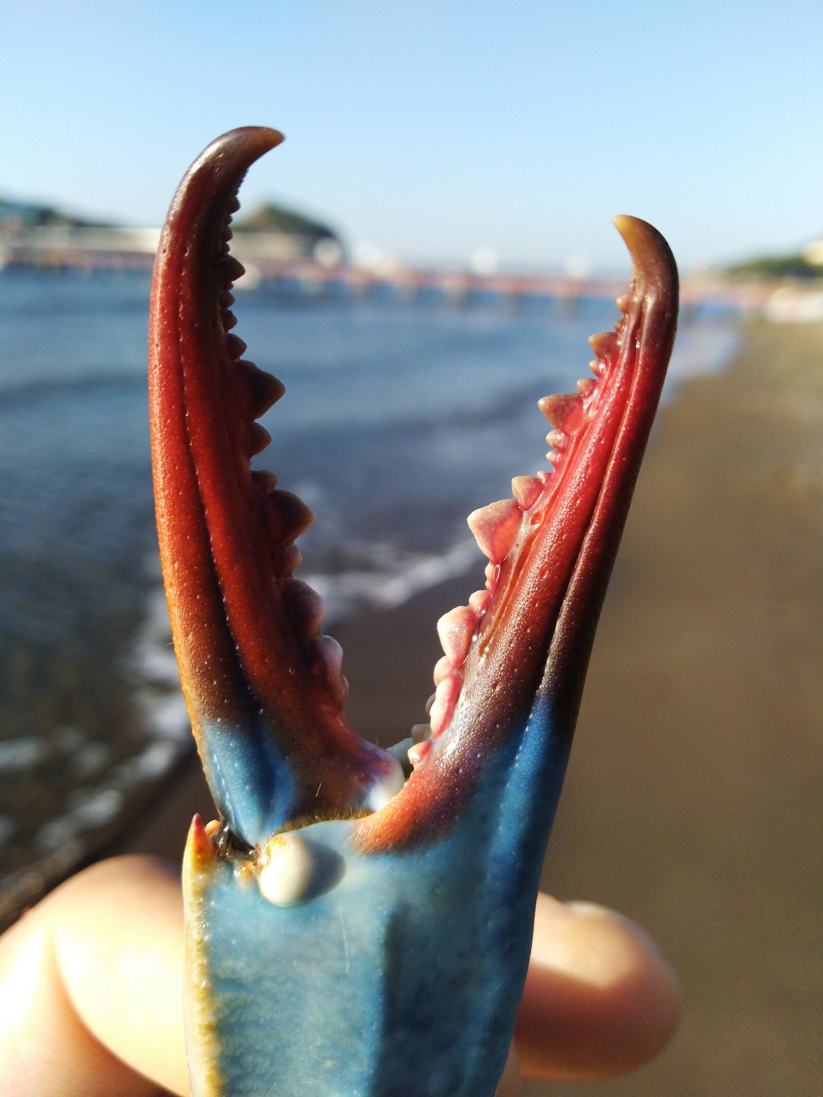 ASUS ZenFone Max Pro M1 (ZB602KL) (WW) / Max Pro M1 (ZB601KL) (IN) sample photo. Sea, crab, claw photography