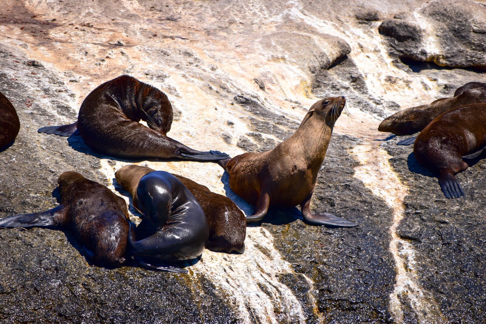Nikon D5500 sample photo. Seal, hout bay, seal photography