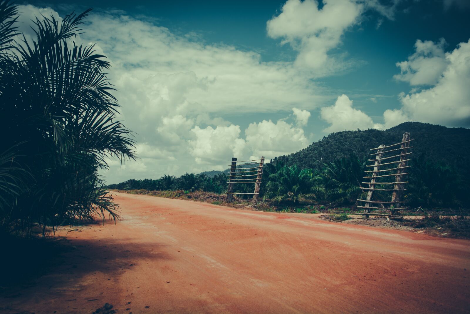 Nikon D5200 sample photo. Nature, borneo, sawit photography