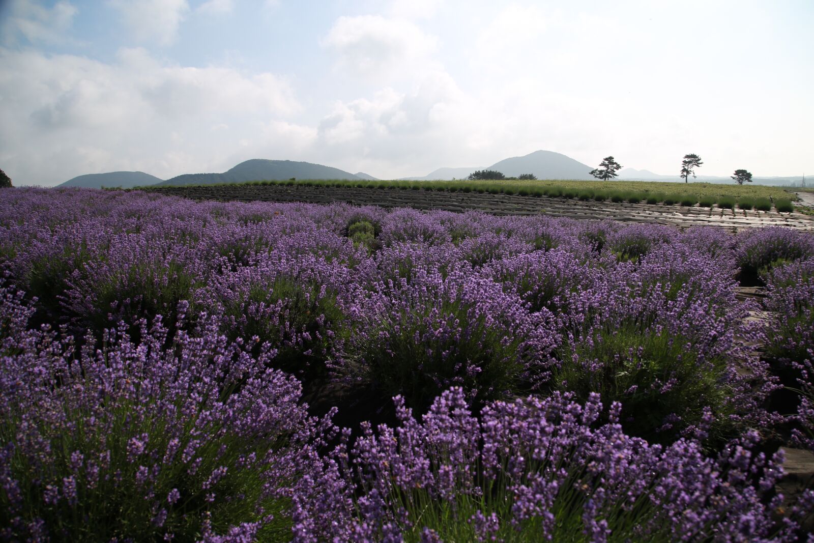 Canon EOS 6D + Canon EF 24-105mm F4L IS USM sample photo. Lavender, field, flowers photography