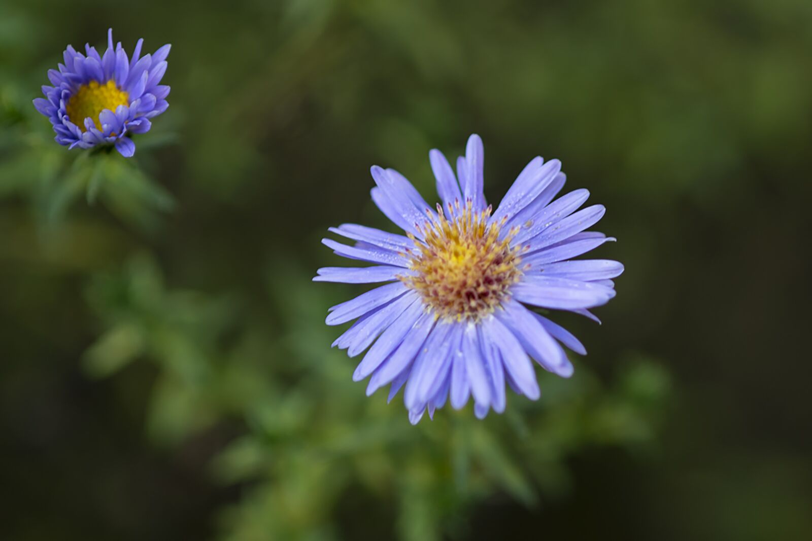 Nikon D7500 sample photo. Asters, flowers, plant photography