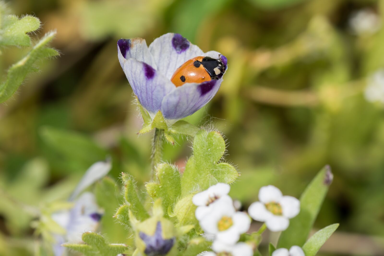 Canon EOS 7D Mark II sample photo. Ladybug, siebenpunkt, red photography
