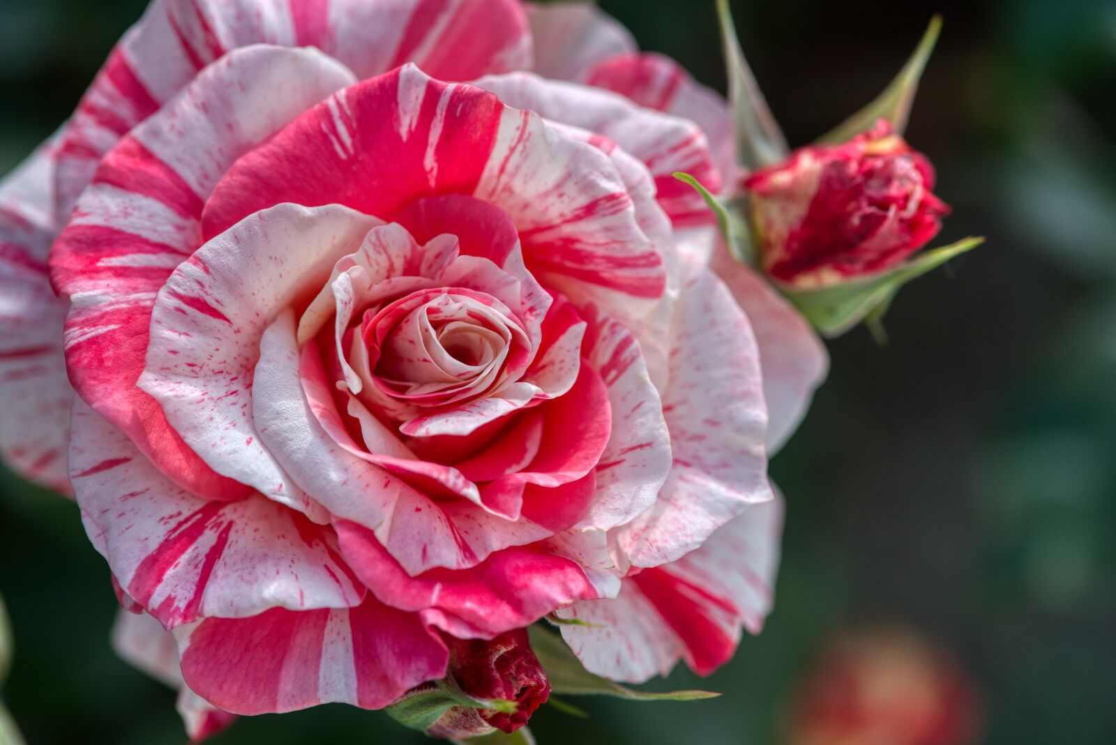 Nikon D750 sample photo. Rose, bi color, white photography