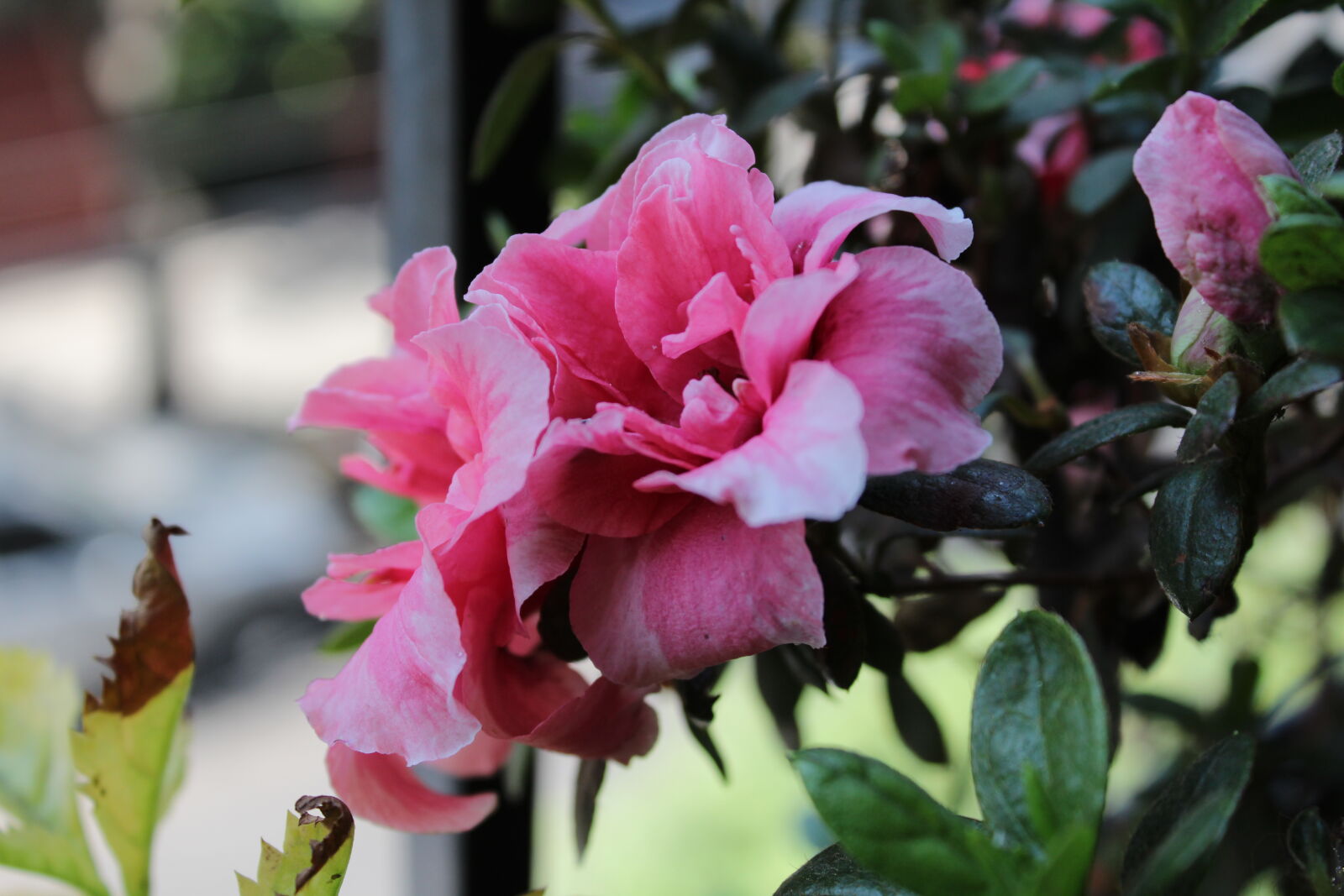 Canon EOS 1200D (EOS Rebel T5 / EOS Kiss X70 / EOS Hi) sample photo. Beautiful, flower, flowers, perspective photography