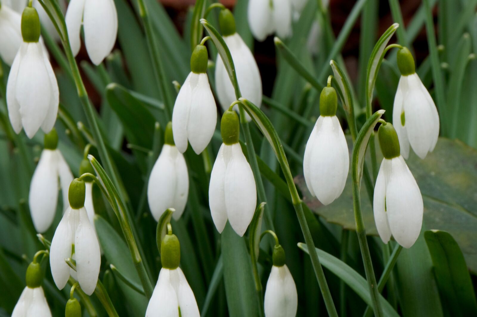 Sony Alpha NEX-3N sample photo. Flowers, schneekloecken, flower photography