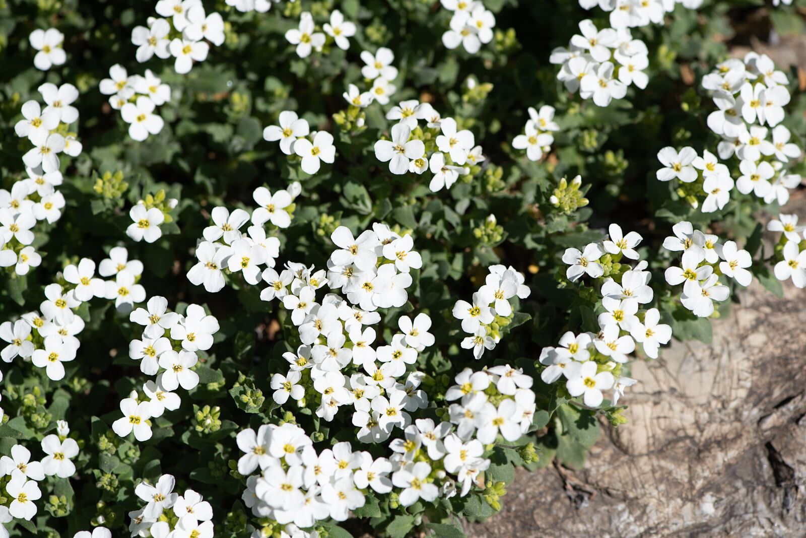 Nikon D750 sample photo. Cushion flower, white, white photography