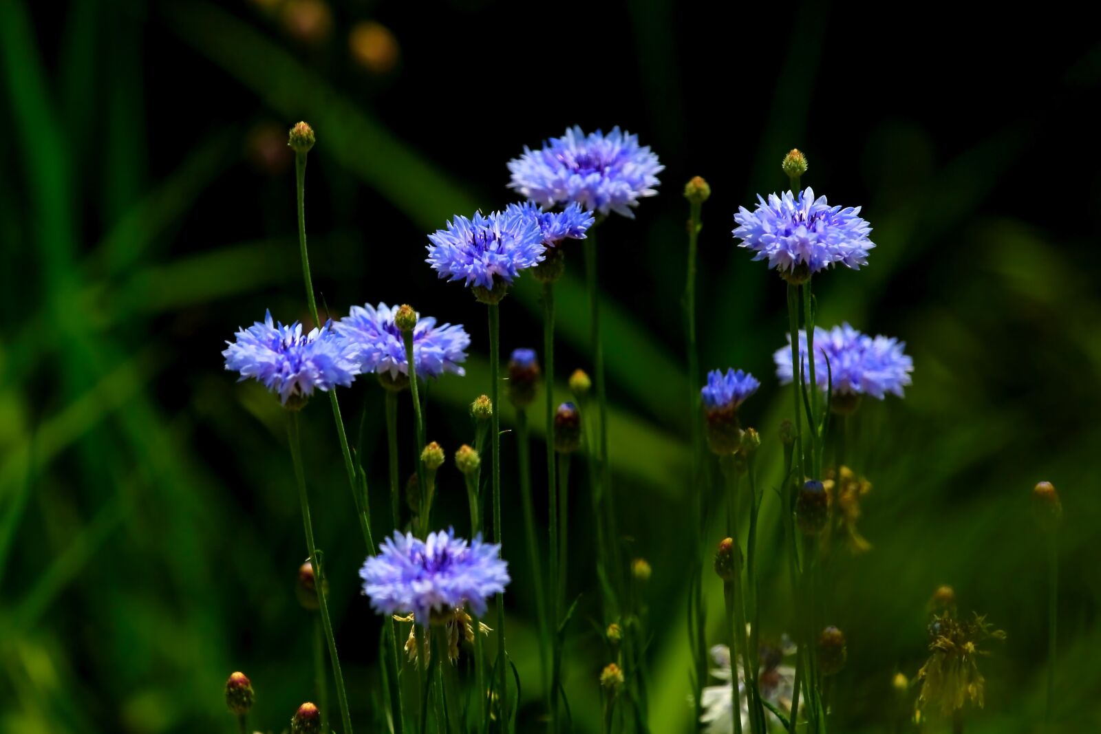 Canon EF 100-400mm F4.5-5.6L IS USM sample photo. Flowers, nature, yellow flower photography