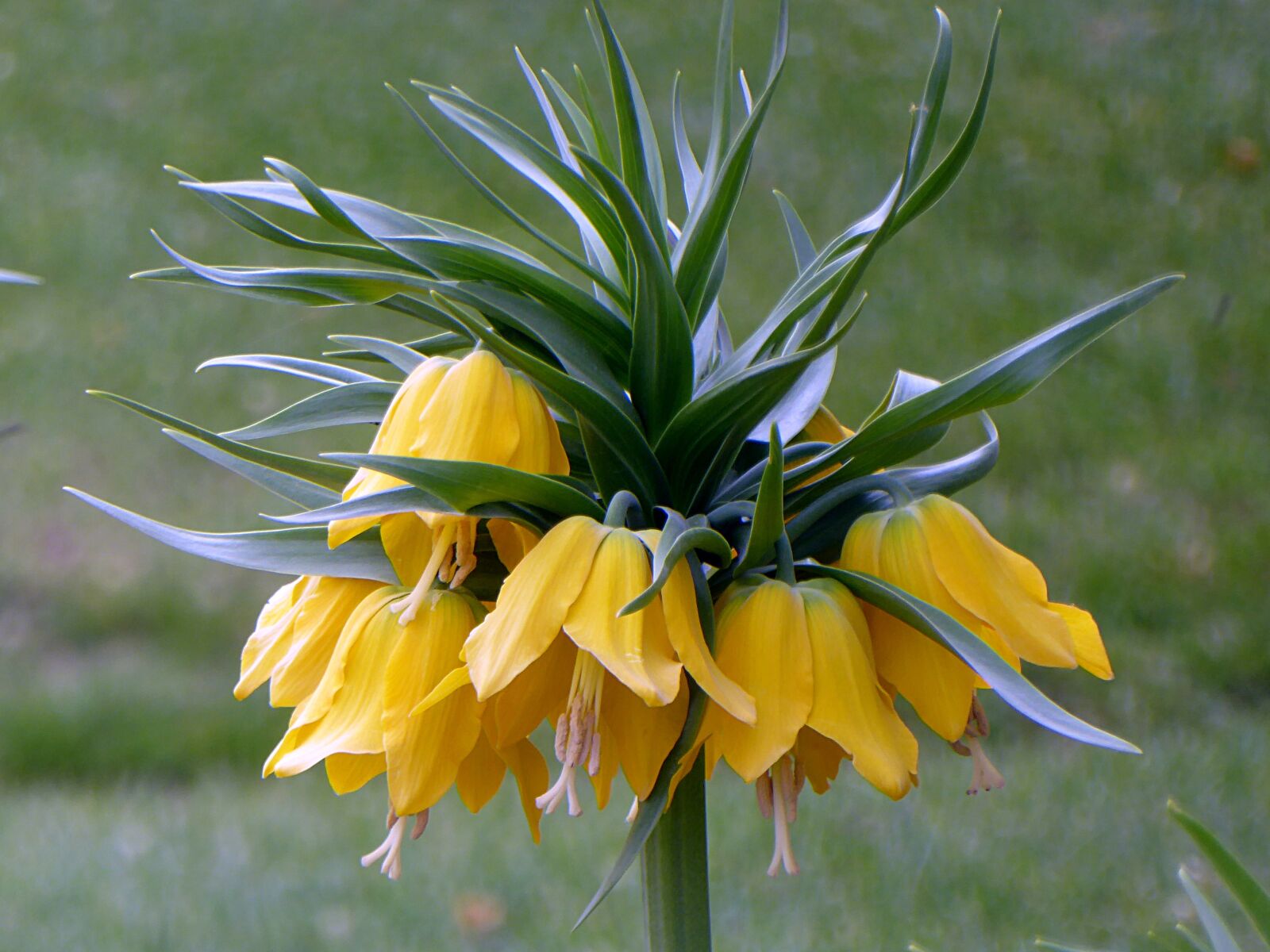 Panasonic Lumix DMC-ZS50 (Lumix DMC-TZ70) sample photo. Flower, fritillary, lily photography