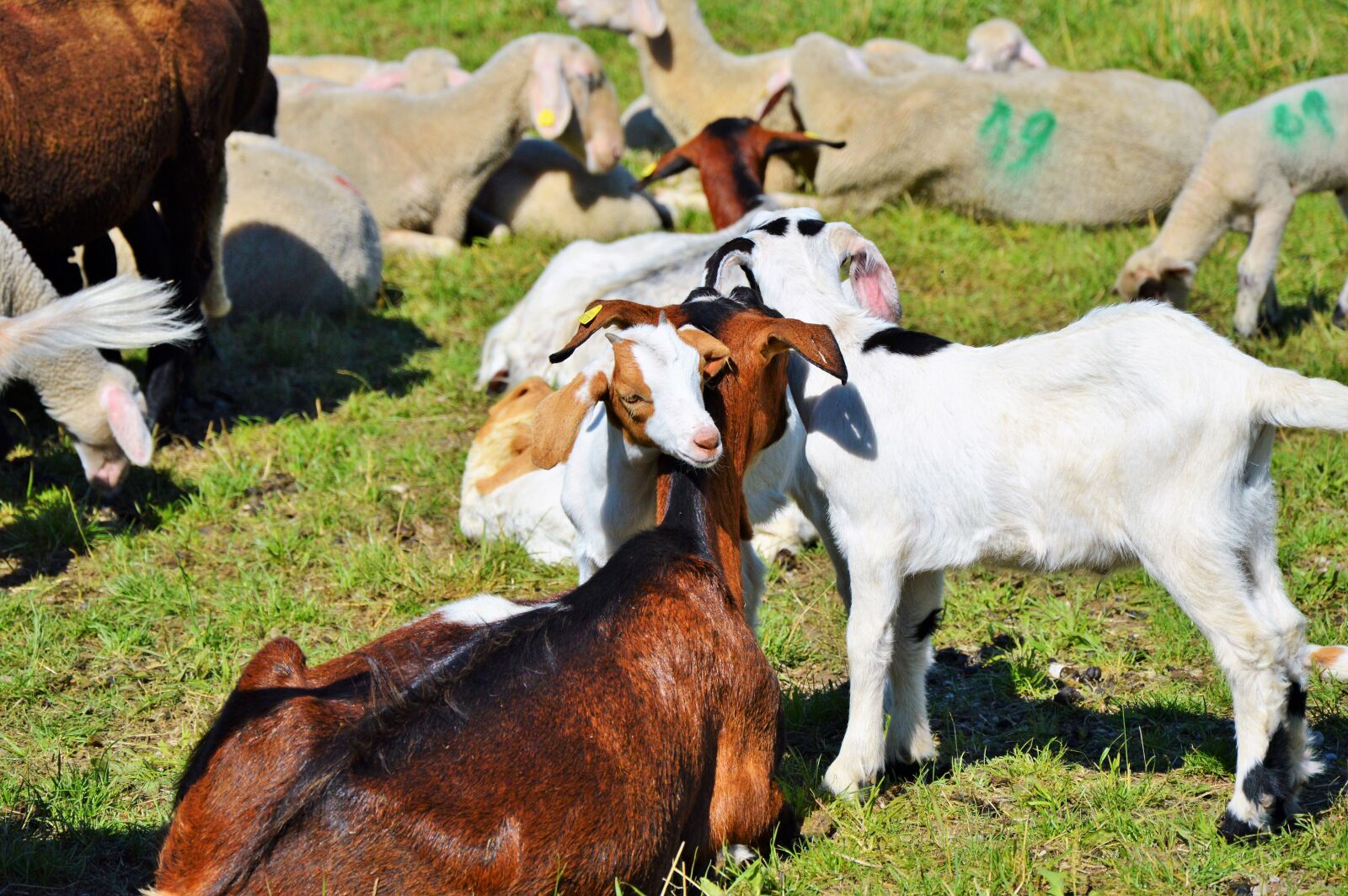 Nikon D3200 sample photo. Goat, prima donna, geiss photography