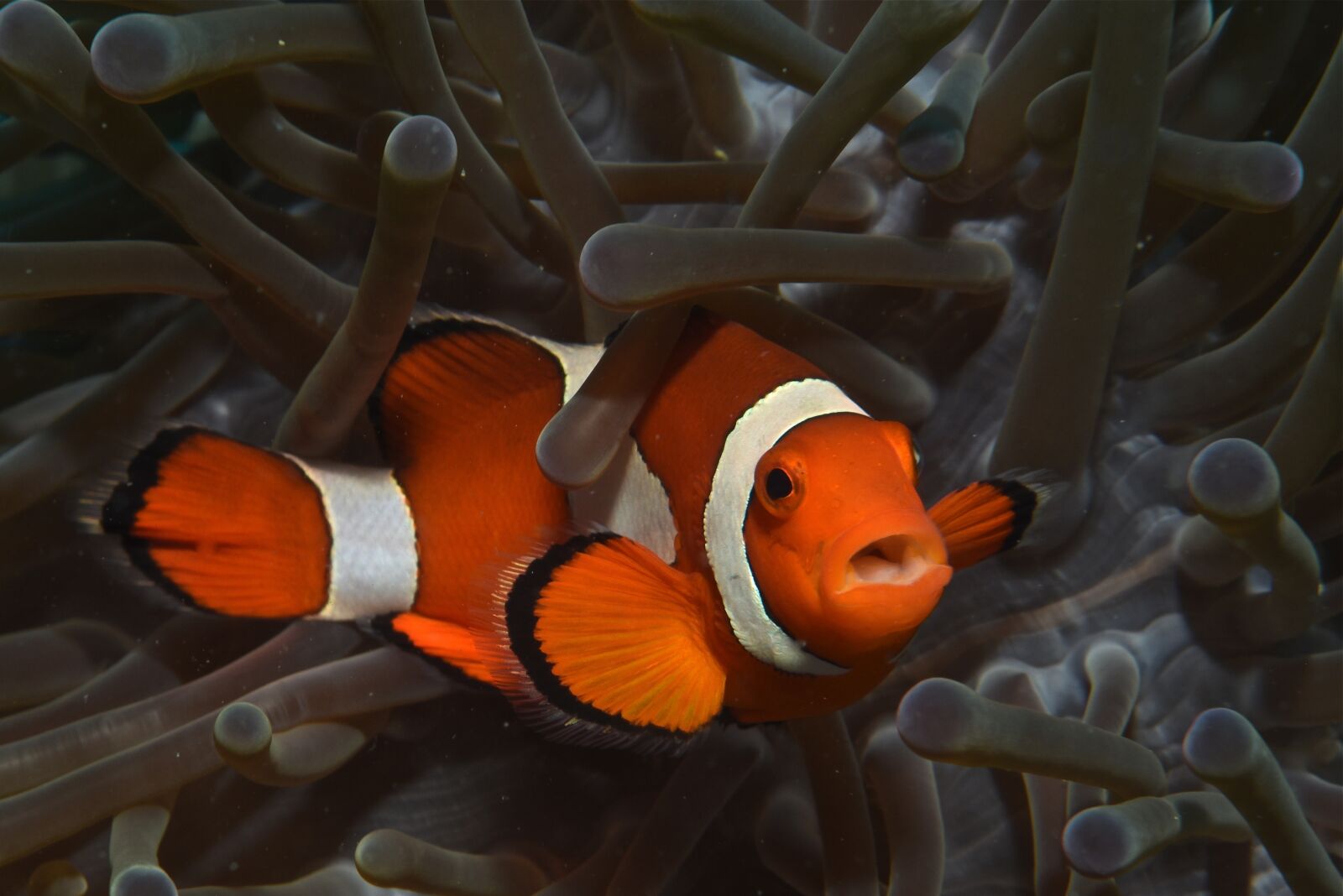 Nikon D750 sample photo. Clown, diving, fish photography