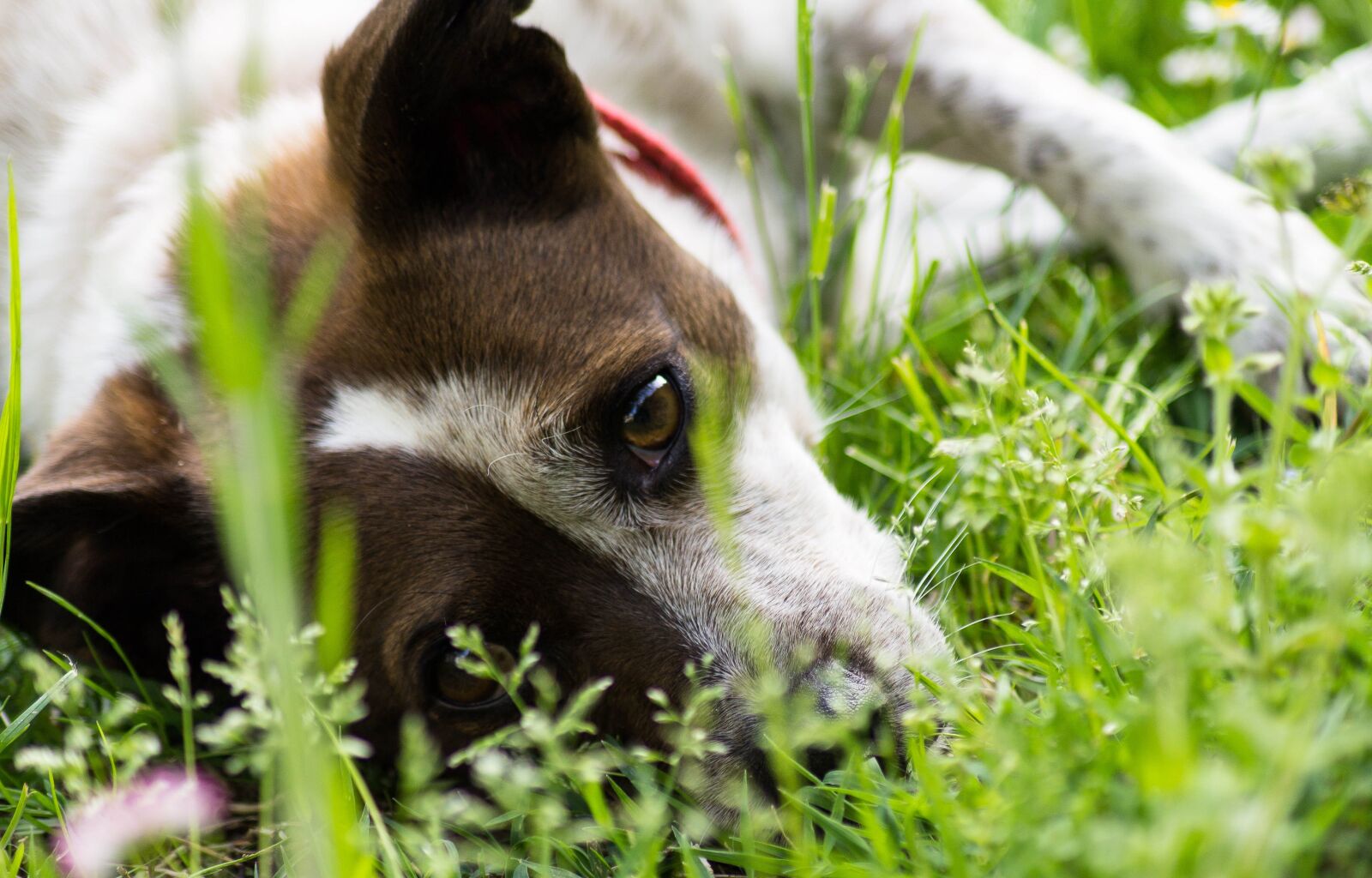 Canon EOS 1100D (EOS Rebel T3 / EOS Kiss X50) sample photo. Dog, garden, pet photography