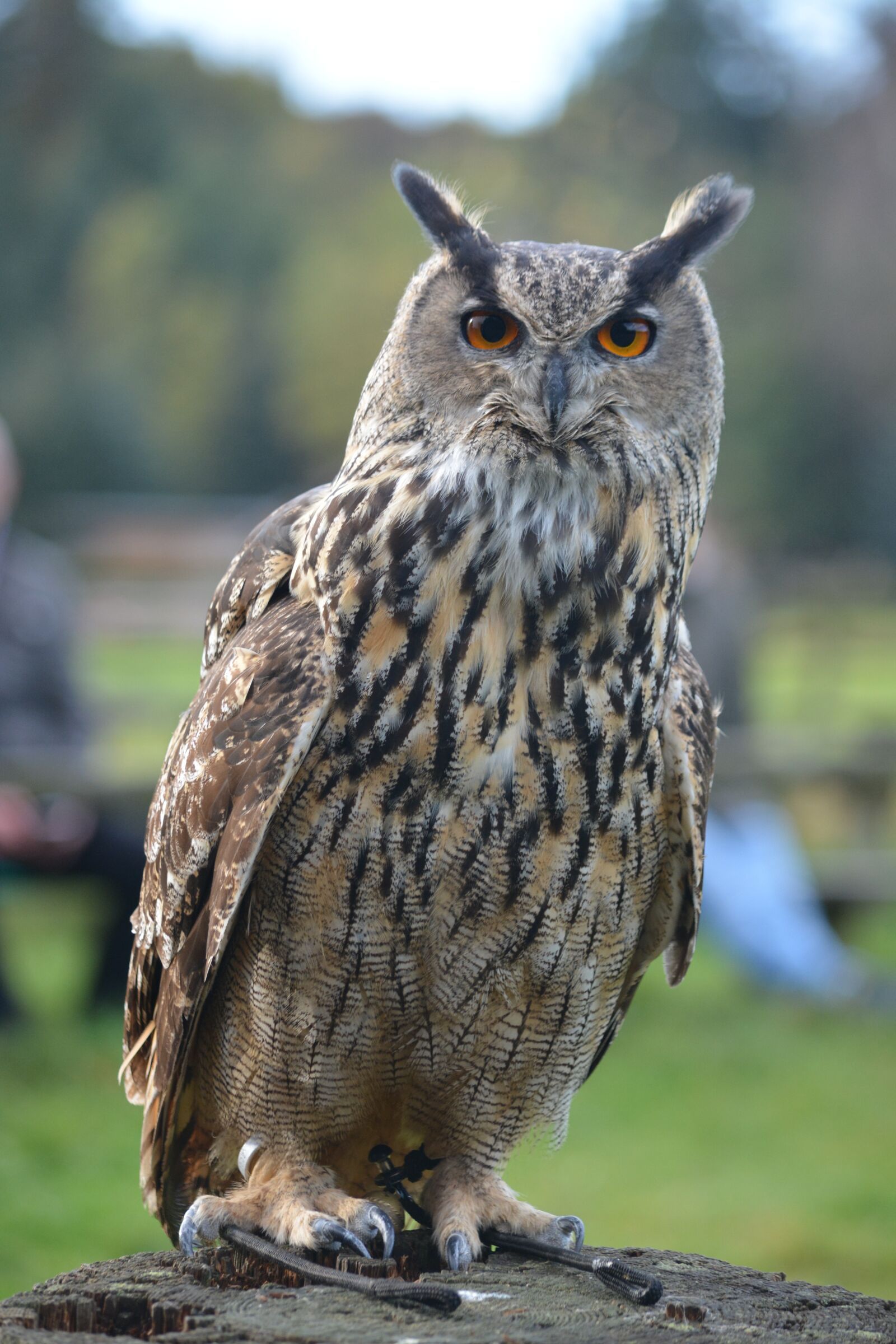 Nikon D5200 sample photo. Nature, animal world, animal photography