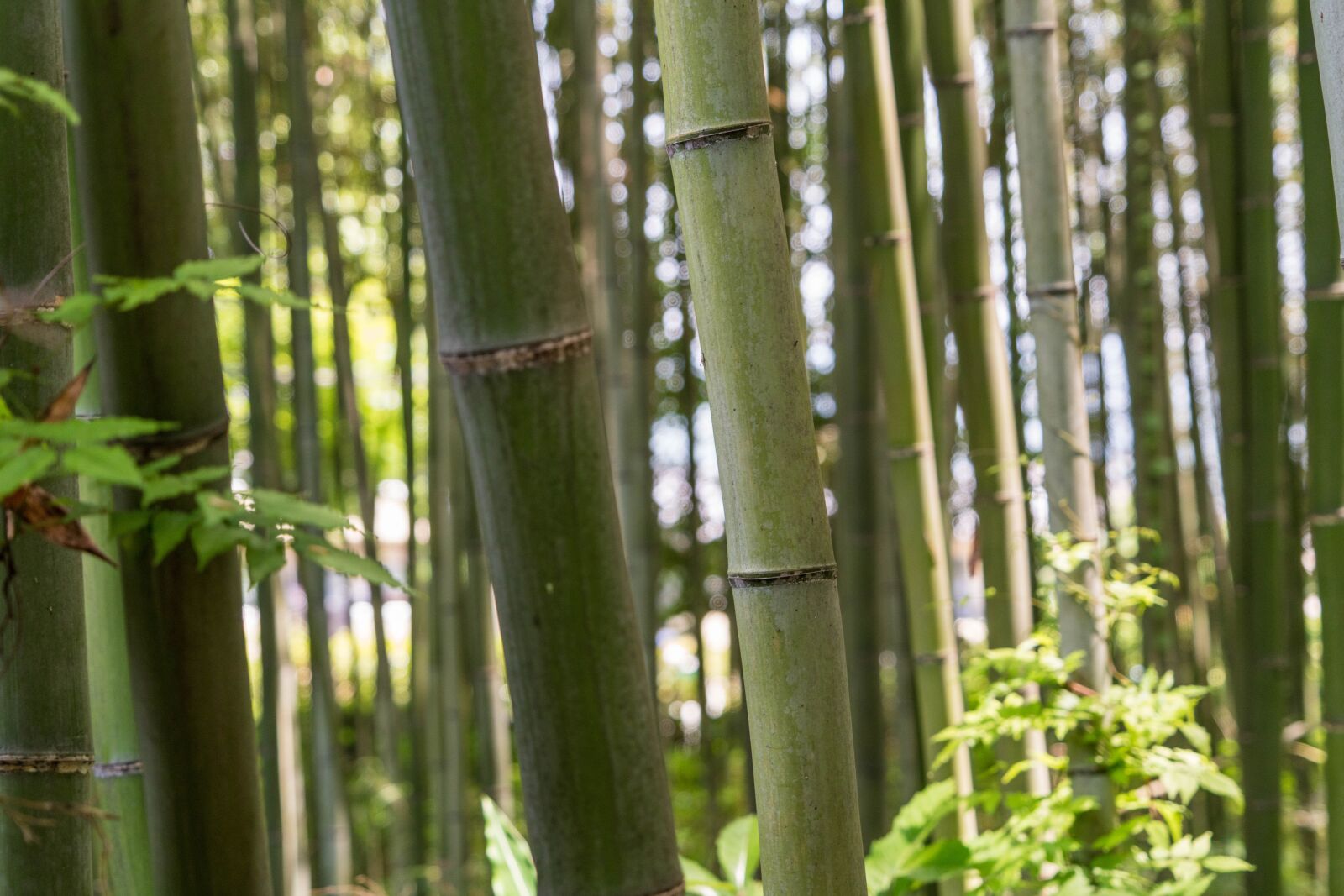 Sony a7R II sample photo. Japan, arashiyama, bamboo forest photography