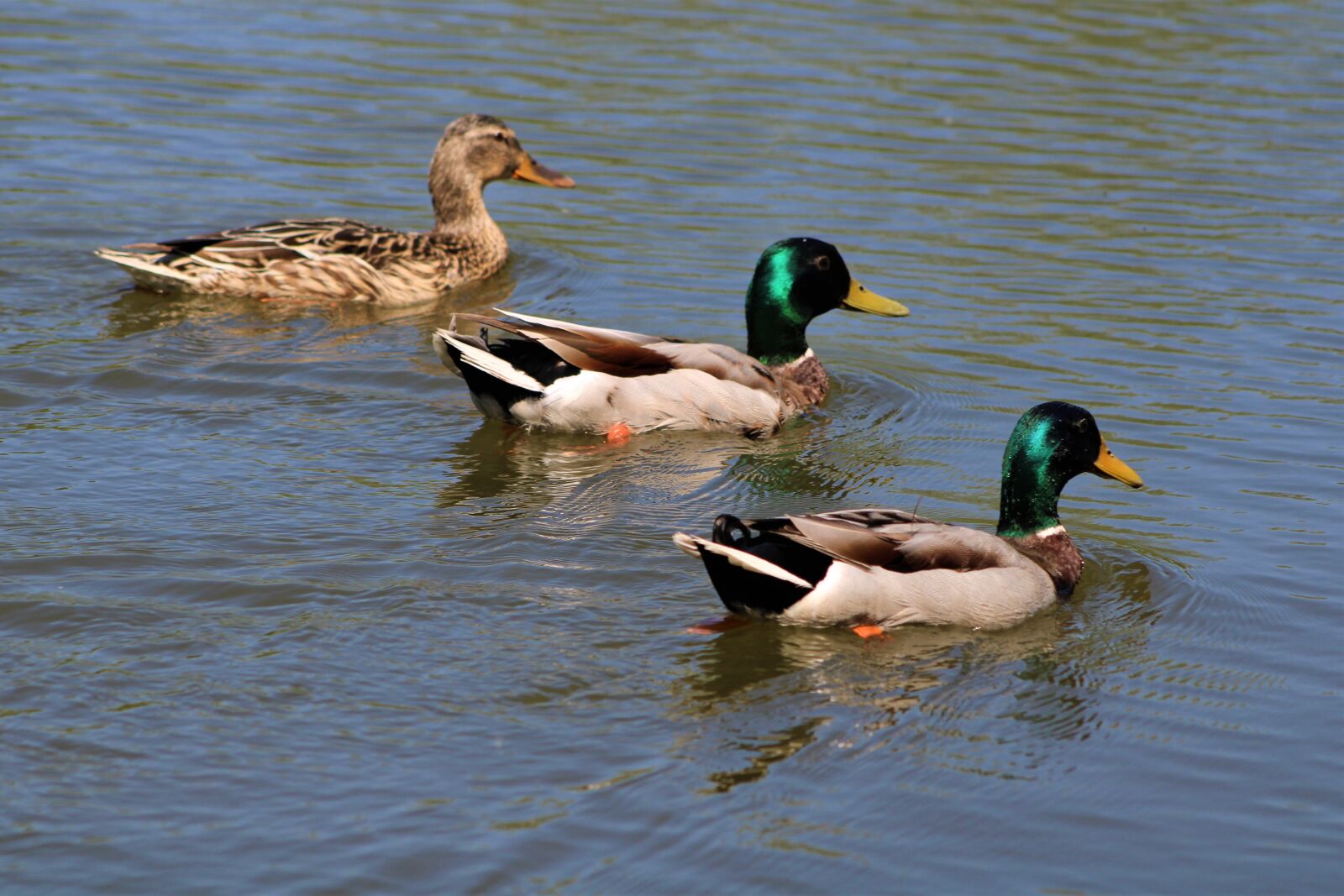 Canon EF75-300mm f/4-5.6 sample photo. Duck, bird, nature photography