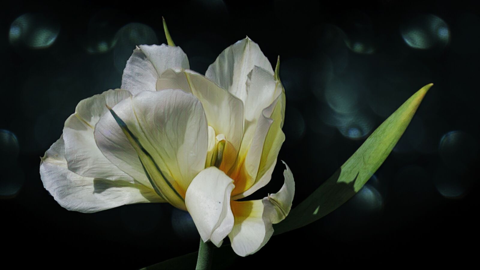 Canon PowerShot G15 sample photo. Tulip, painting, blossom photography