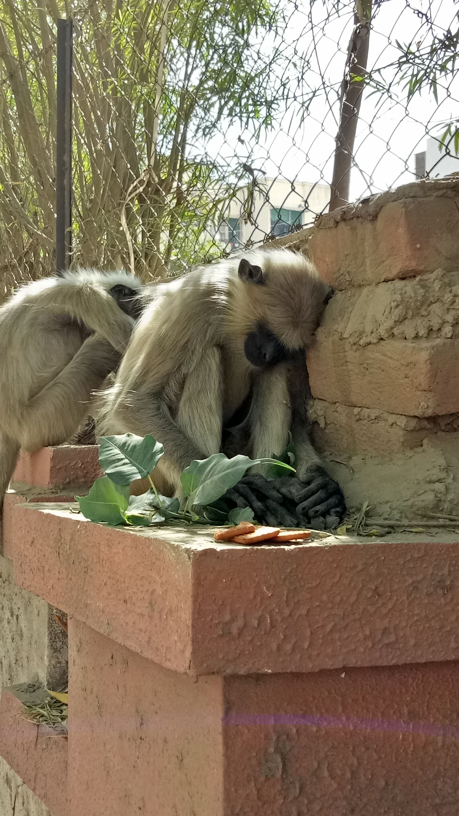 OPPO A1601 sample photo. Monkeys, peaceful, sleeping photography