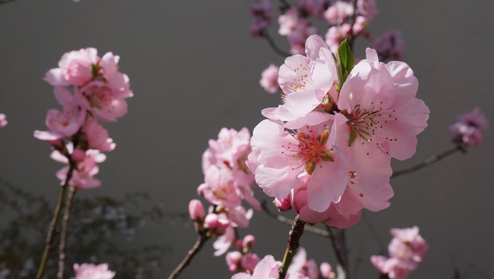 Sony a6000 sample photo. Almond tree, almond blossom photography