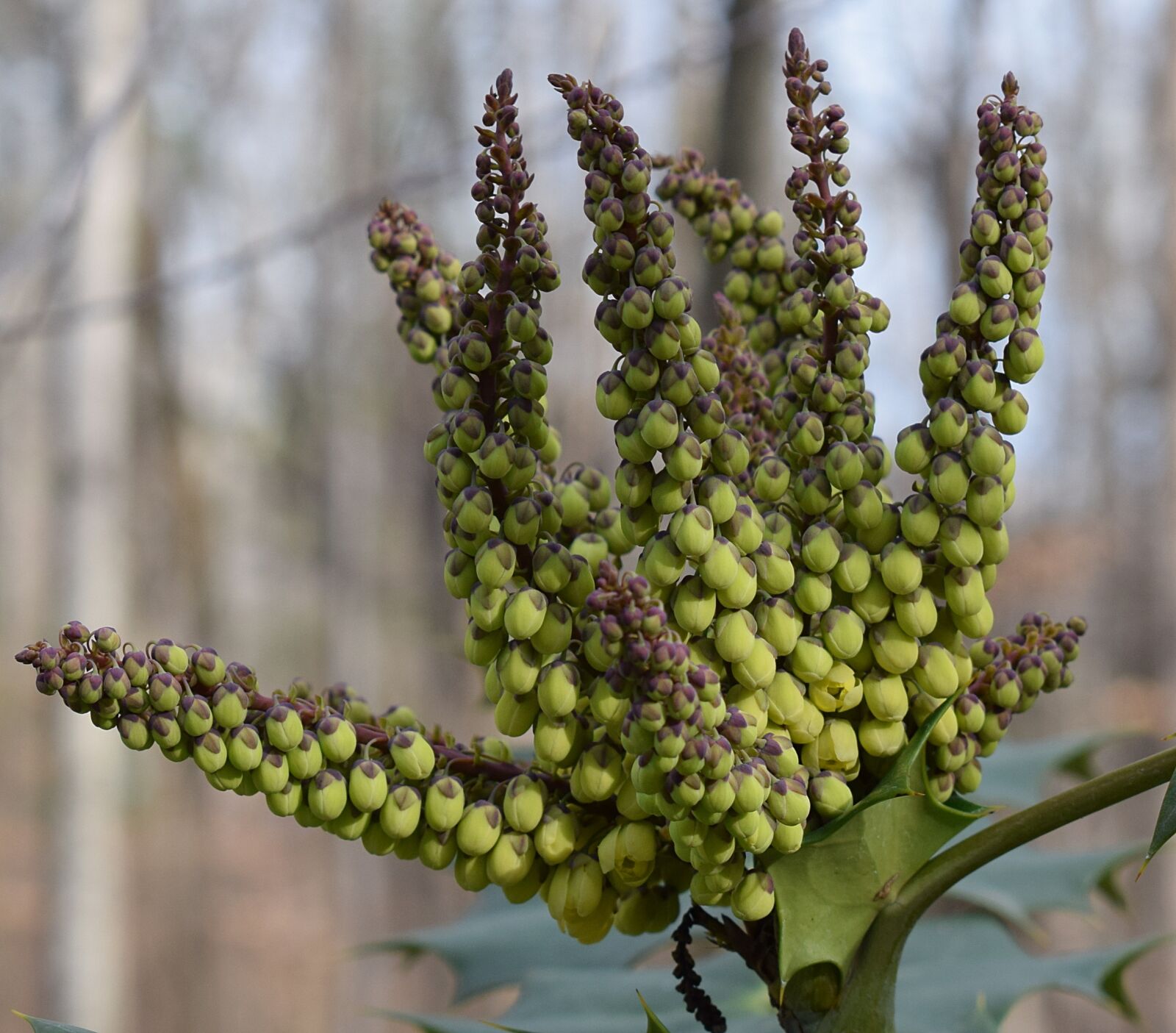 Nikon D3300 sample photo. Holly flower buds opening photography