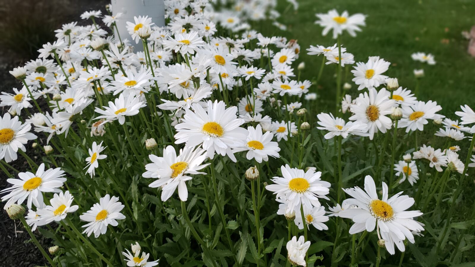 Samsung Galaxy S9 sample photo. Garden, flower, daisies photography