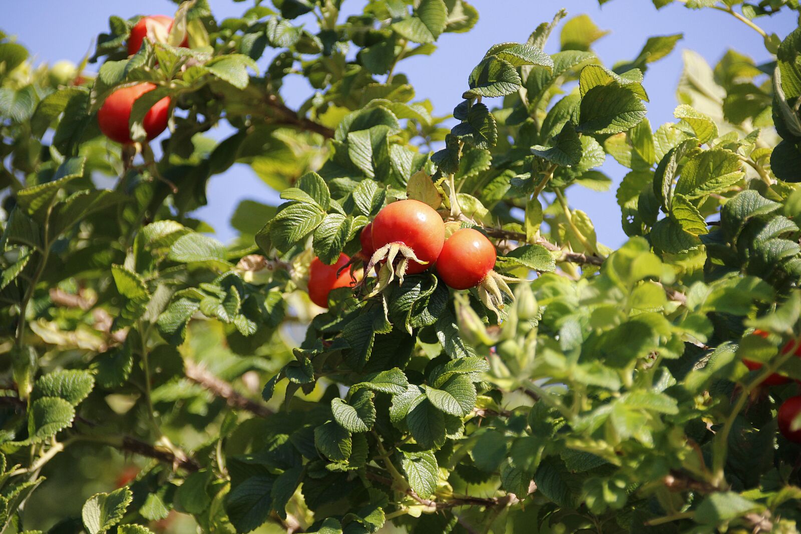 Canon EOS 700D (EOS Rebel T5i / EOS Kiss X7i) sample photo. Rose hip, plant, fruit photography