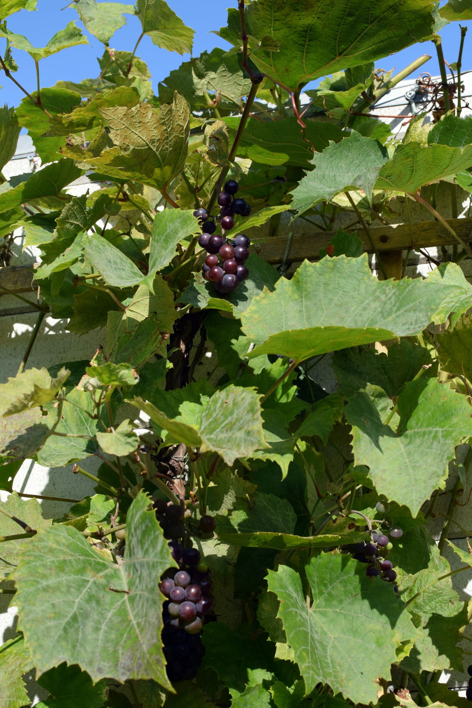 Nikon D5300 sample photo. Grapes, blue grapes, the photography