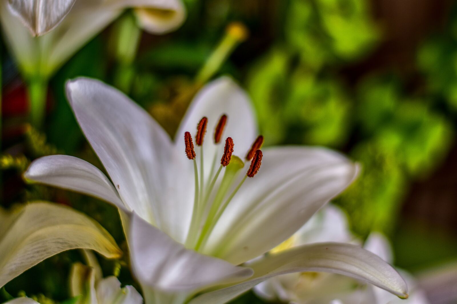 Nikon D3400 sample photo. Lily, cute flower, flower photography