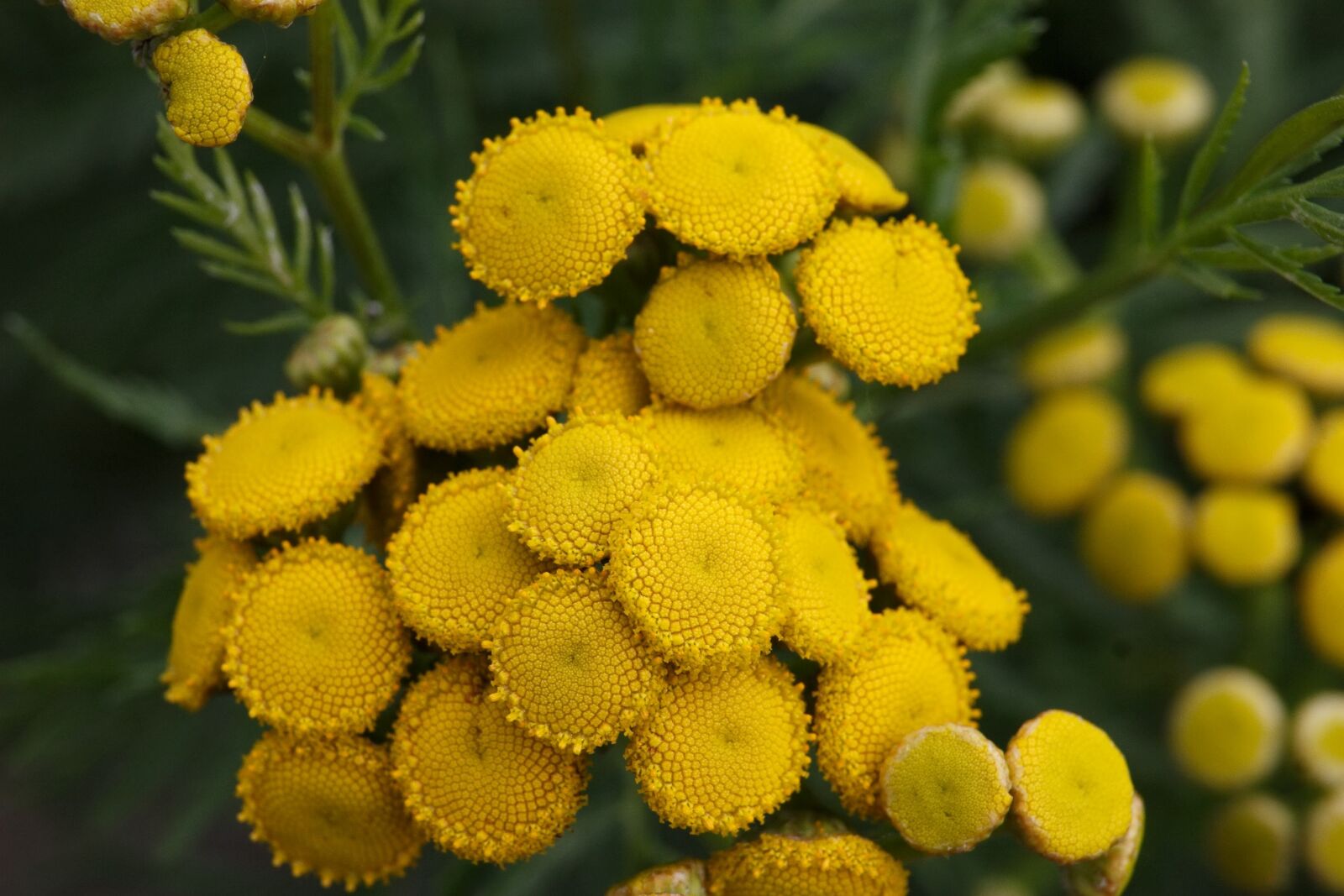 Canon EOS 30D sample photo. Flower, nature, plants photography