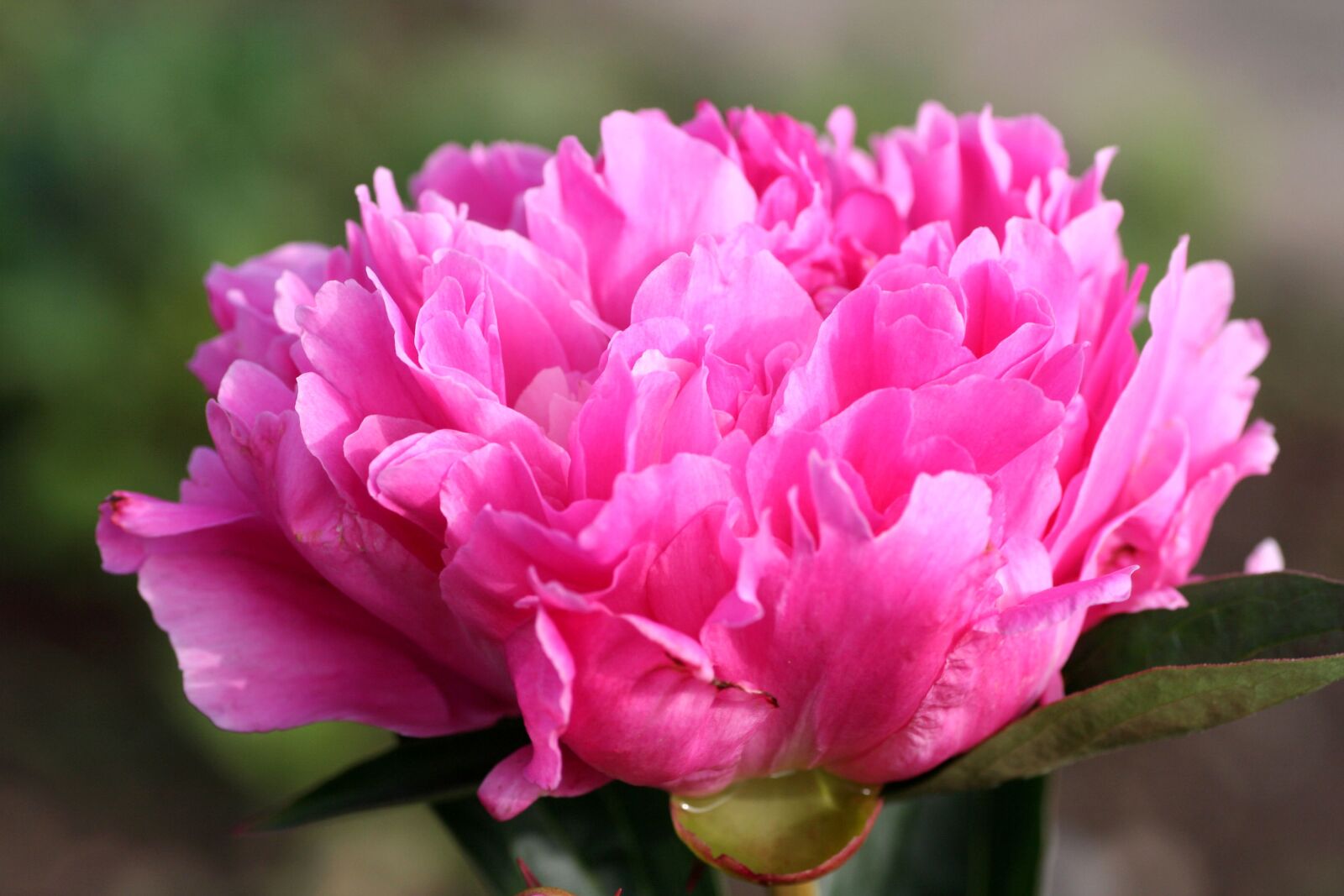 Canon EOS 350D (EOS Digital Rebel XT / EOS Kiss Digital N) sample photo. Flower, peony, petals photography