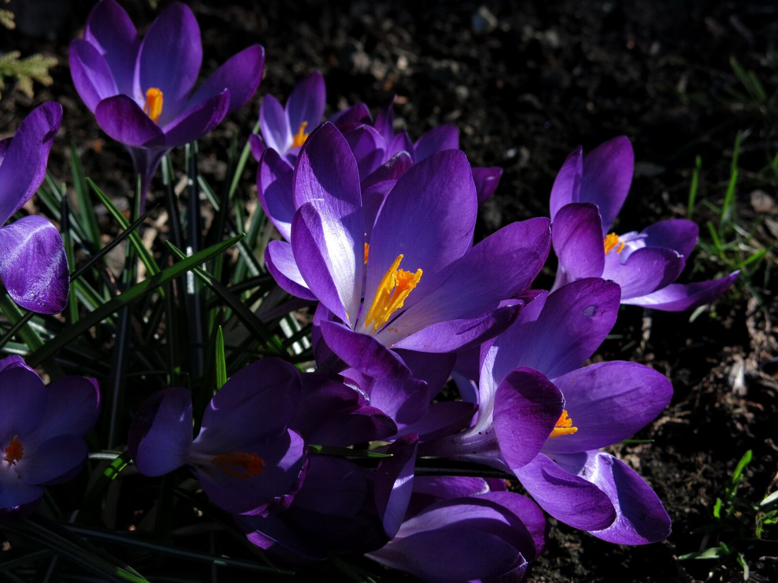 Canon PowerShot G15 sample photo. Crocus, violet, blossom photography