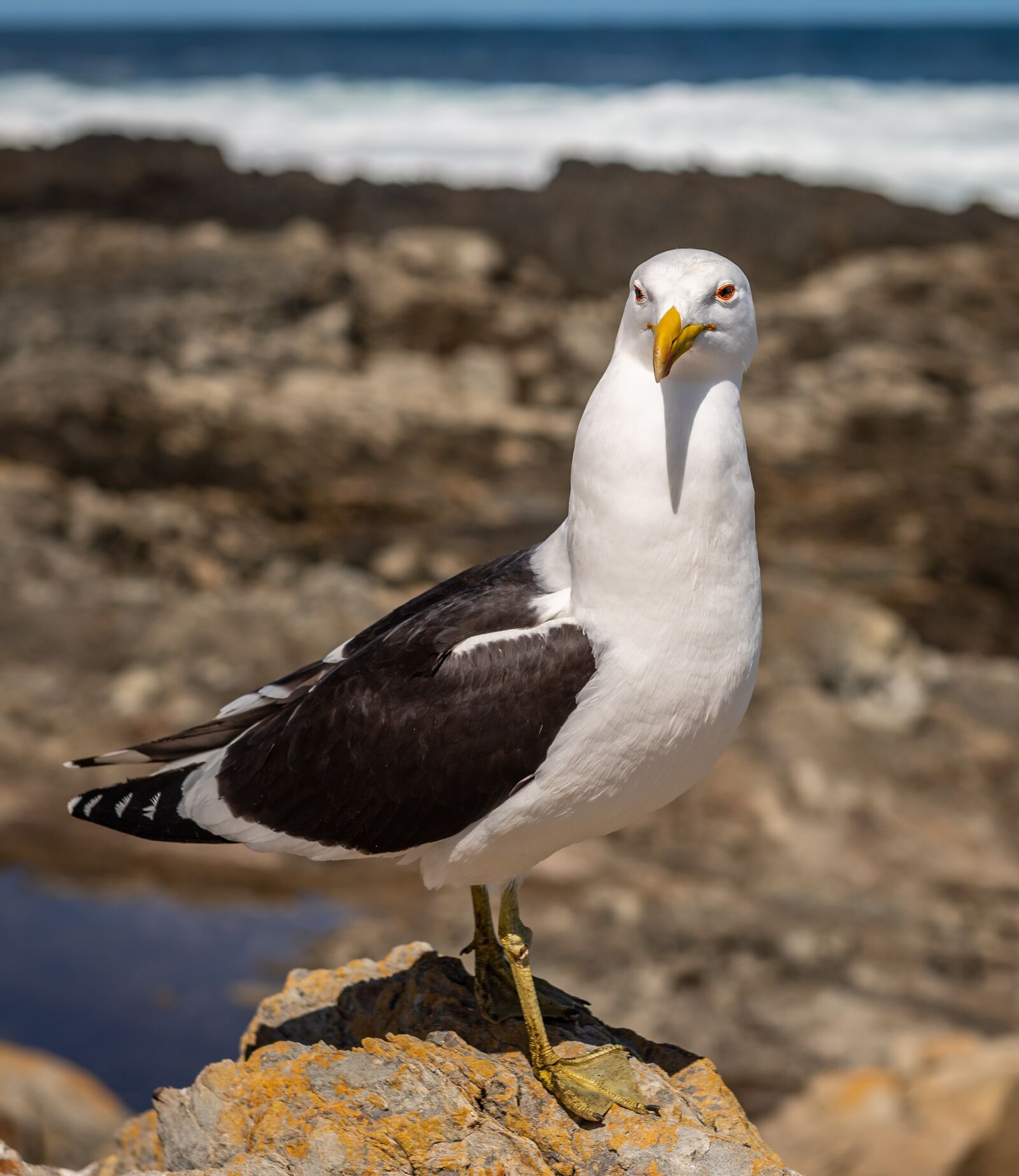 Nikon D750 sample photo. Seagull, coast, surf photography