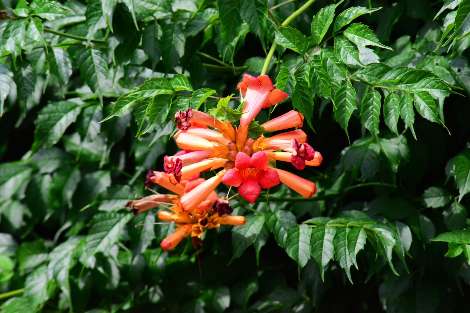 Nikon D800 sample photo. Trumpet honeysuckle, trumpet flower photography