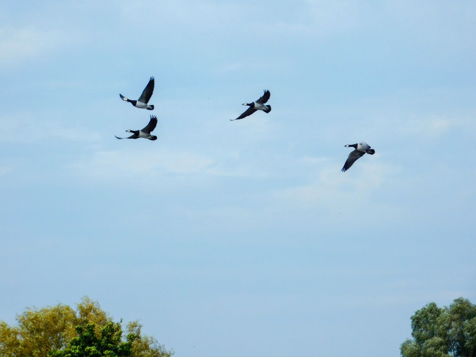 Nikon Coolpix L840 sample photo. Birds in the sky photography