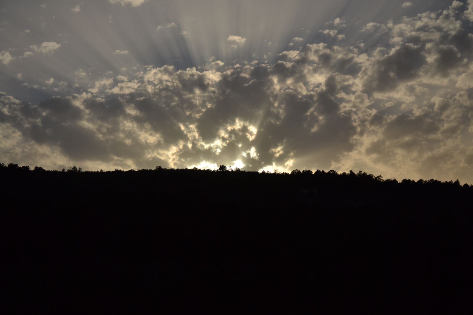 Nikon D3100 sample photo. Fern, sky, rays photography
