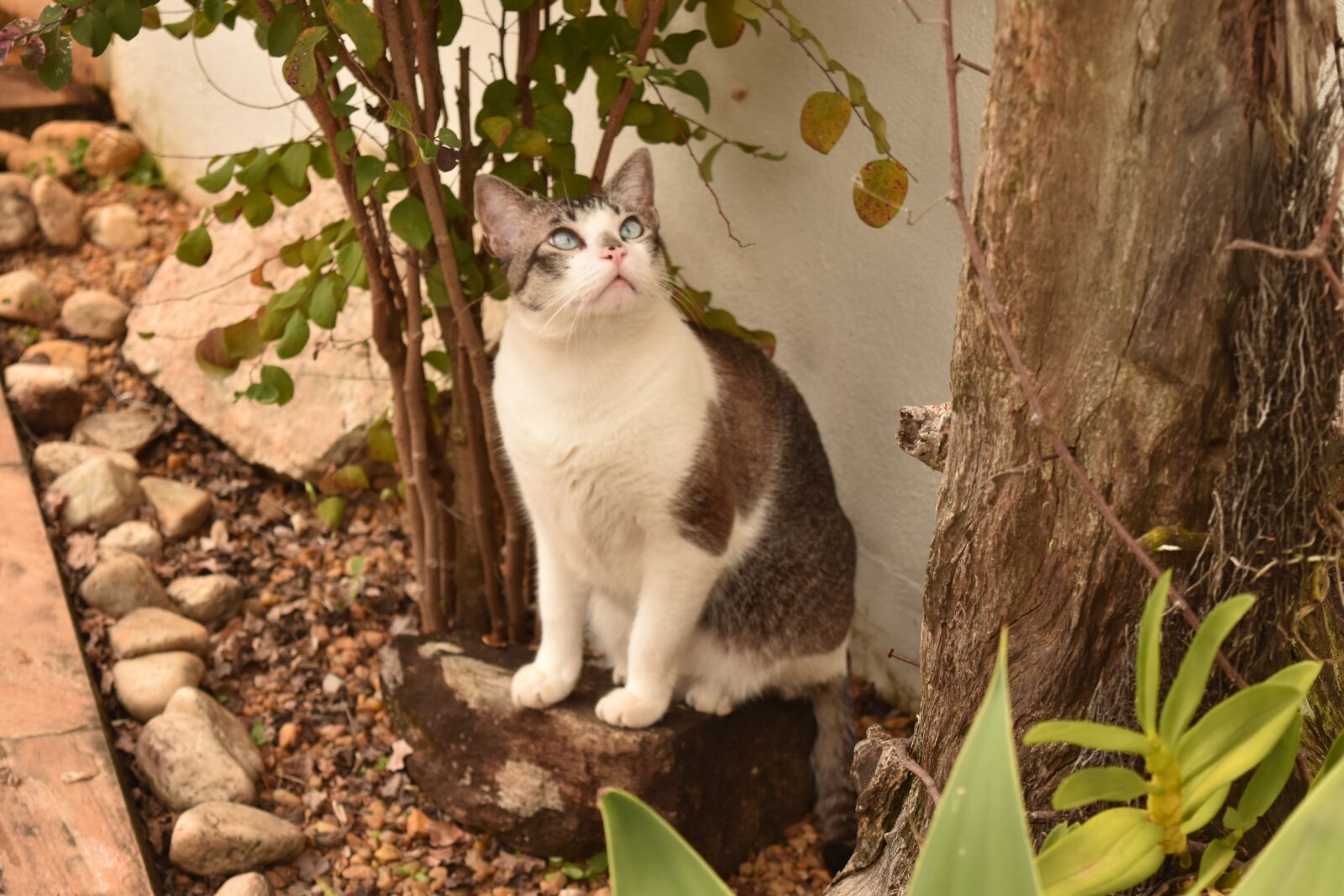 Nikon D5500 sample photo. Cat, look, plants photography