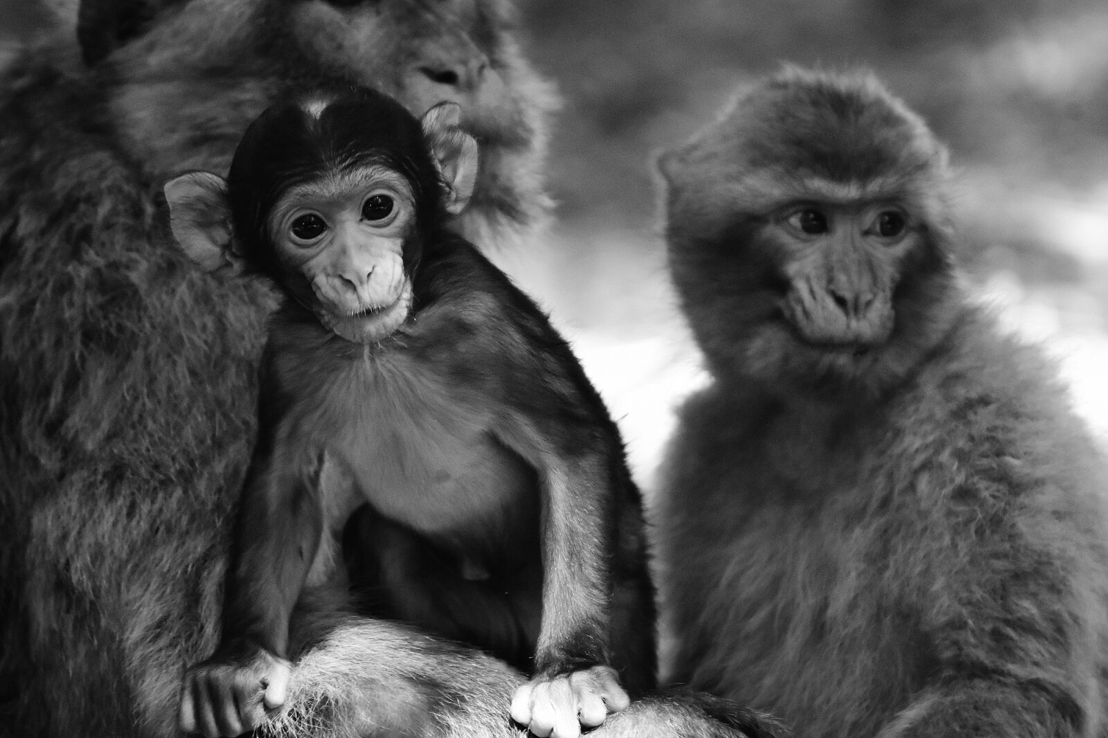 Nikon D7200 sample photo. Baby monkey, barbary ape photography