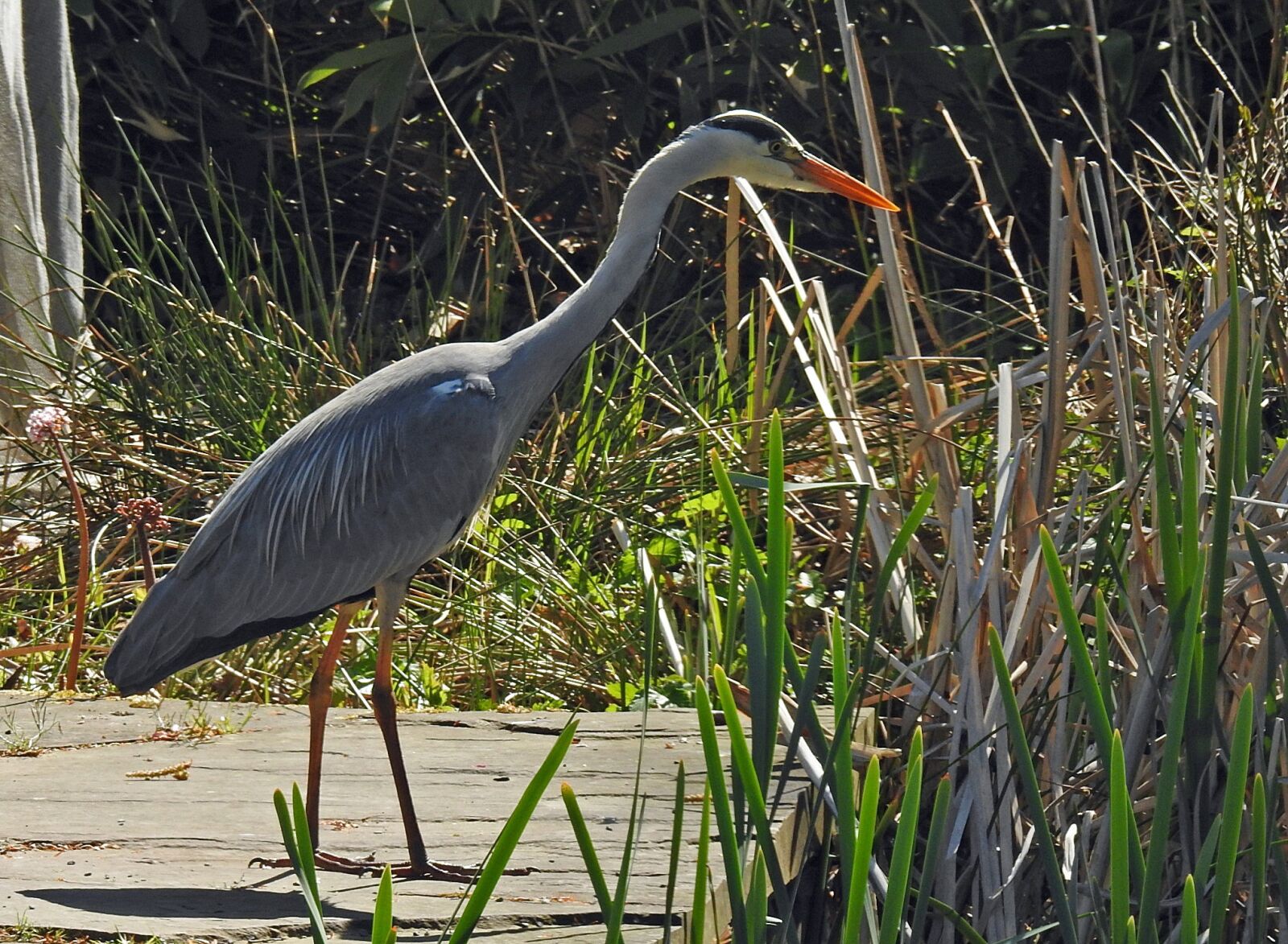 Nikon Coolpix P900 sample photo. Heron, fish eater, grey photography