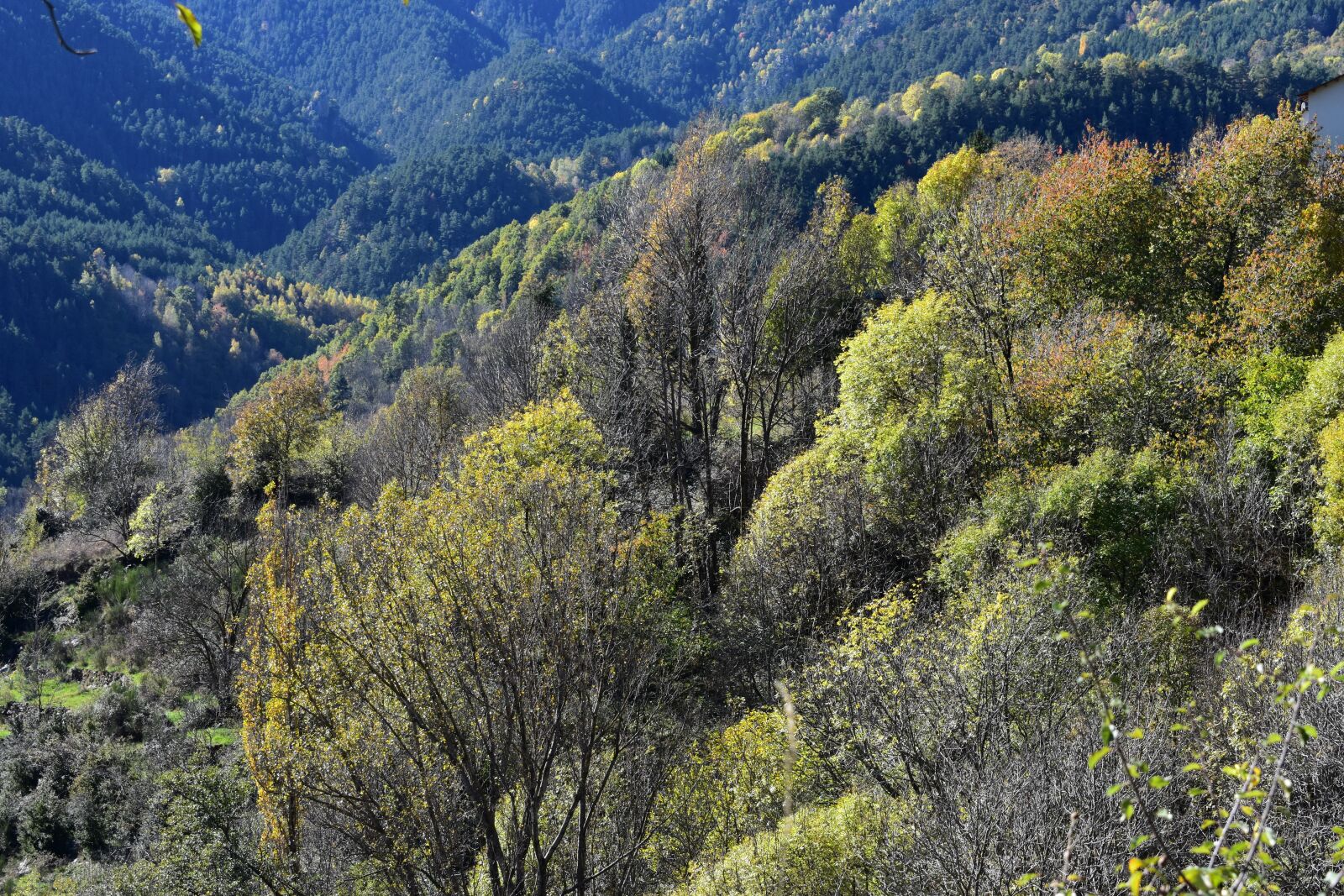 Nikon D3400 sample photo. Forest, landscape, trees photography