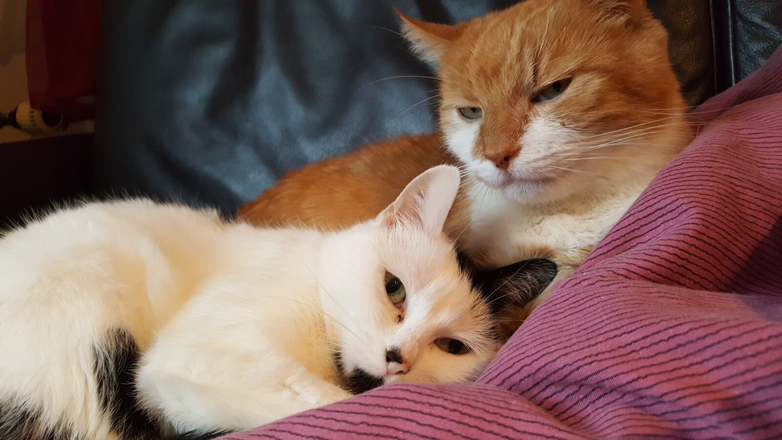Samsung Galaxy S6 sample photo. Cats, rudy, white photography