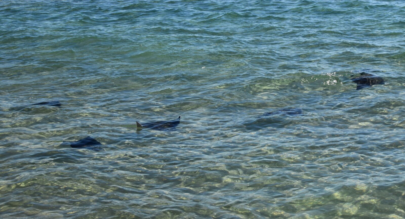 Nikon D3300 sample photo. Stingrays in the surf photography
