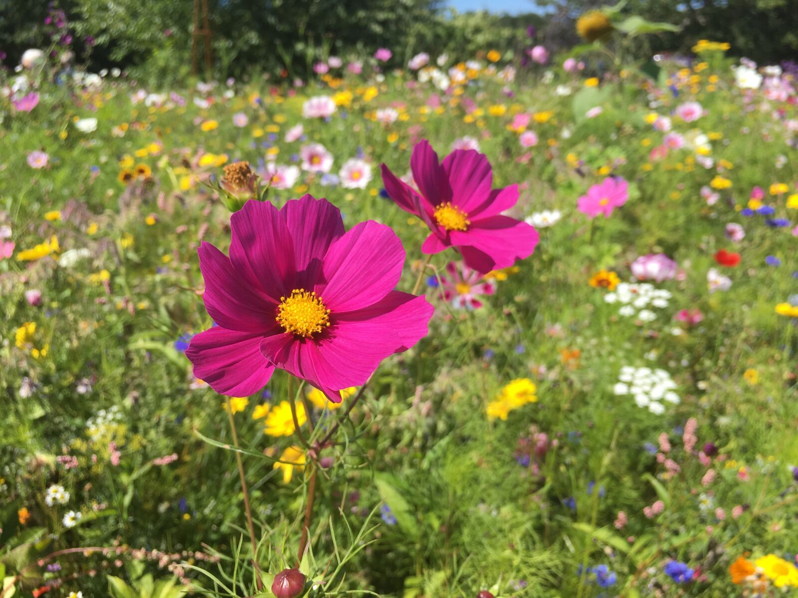 Apple iPhone 6s Plus sample photo. Flowers, english cottage garden photography