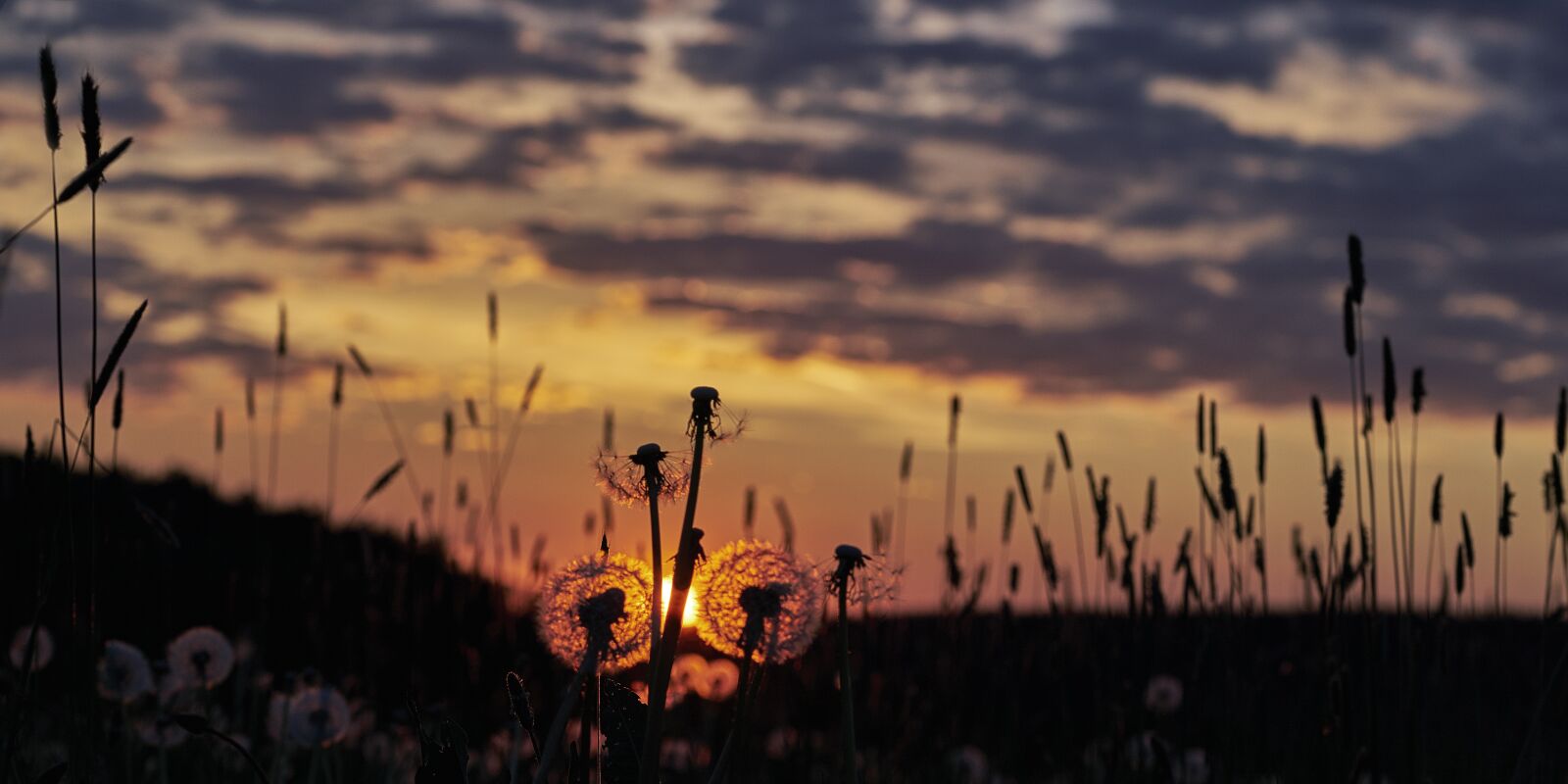 Sony a7R II sample photo. Dandelion, dandelions, common dandelion photography