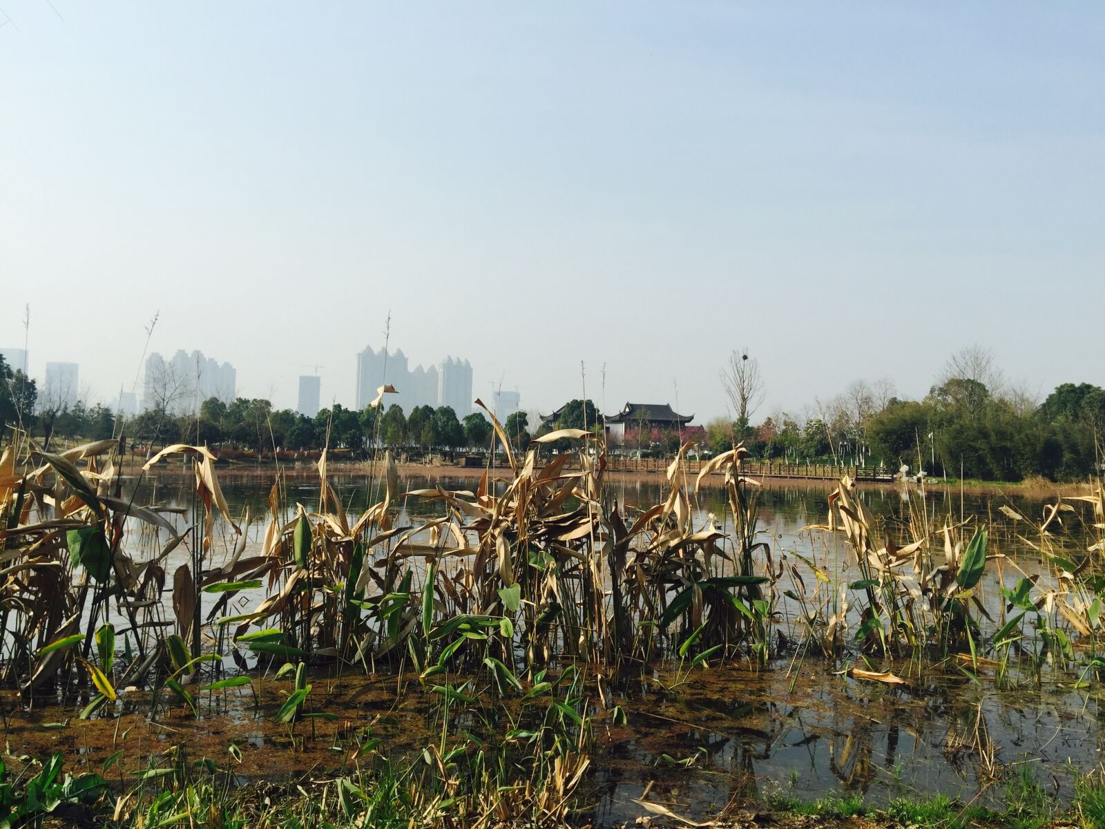 iPhone 6 Plus back camera 4.15mm f/2.2 sample photo. Park, natural scenery, lake photography
