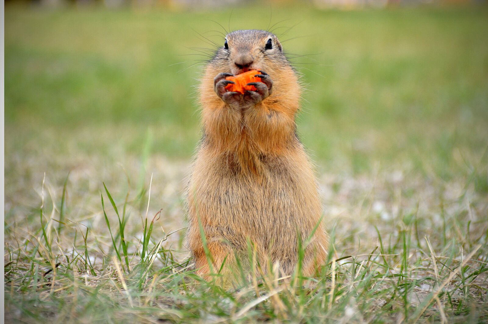 Nikon D3200 sample photo. Marmot, eating, carrot photography