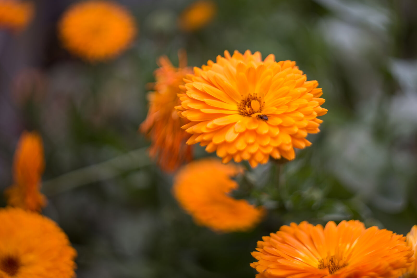 Nikon D810 sample photo. Flower, orange, orange, flower photography