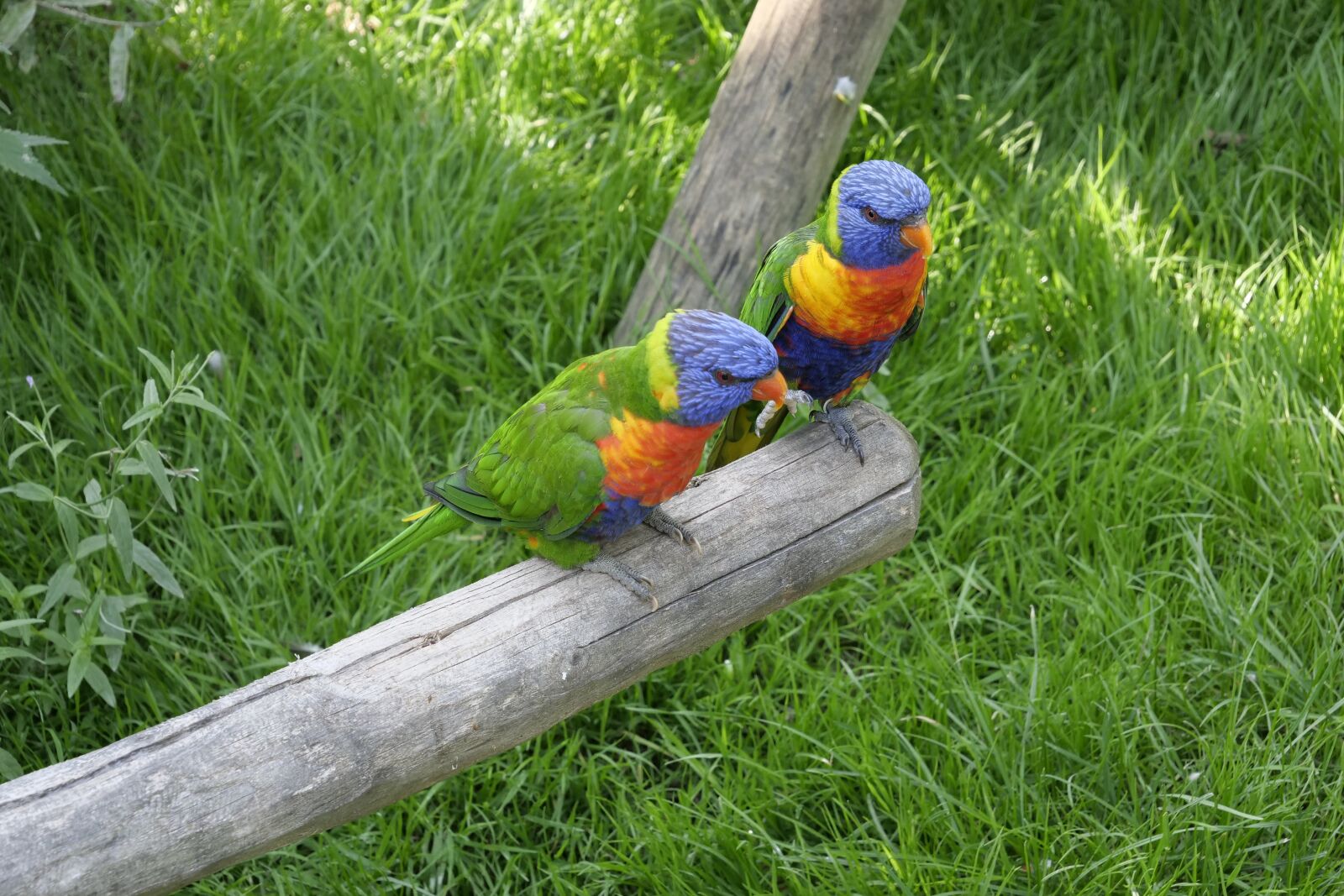 Panasonic Lumix DC-G9 sample photo. Animal world, birds, parrot photography