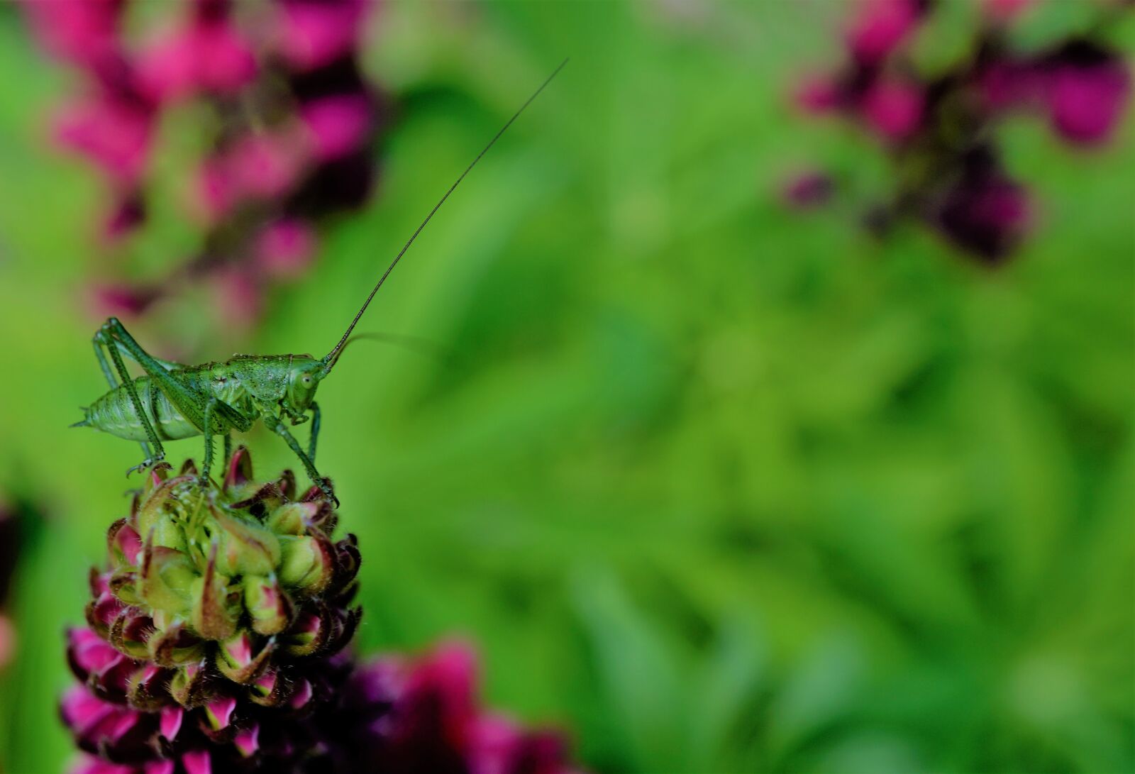 Sony a6000 sample photo. Grasshopper, viridissima, insect photography