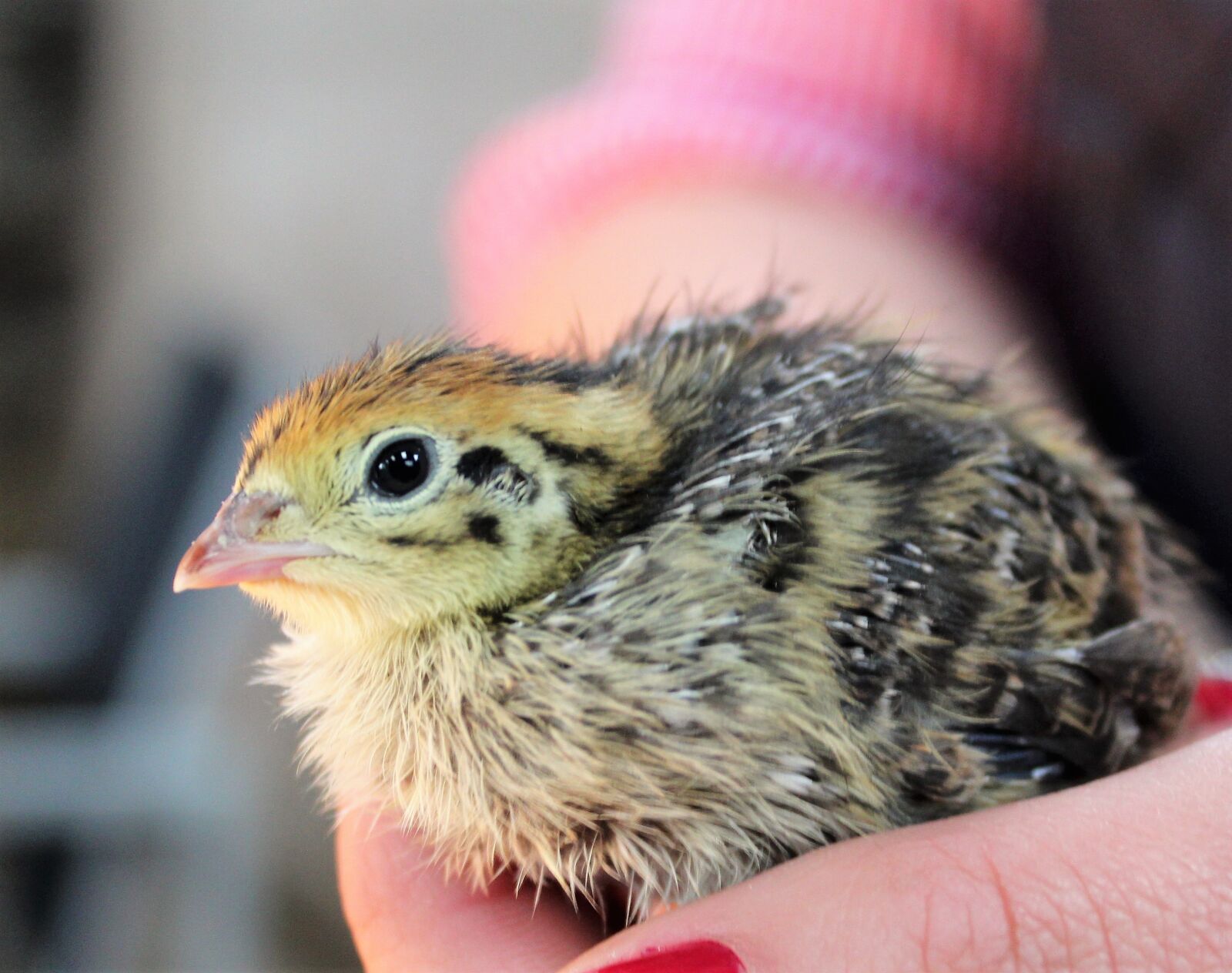 Canon EOS 1300D (EOS Rebel T6 / EOS Kiss X80) sample photo. Chick, quail, chicken photography