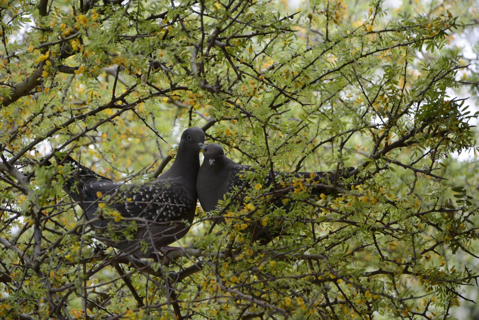 Nikon D7100 sample photo. Pigeons, birds, nature photography