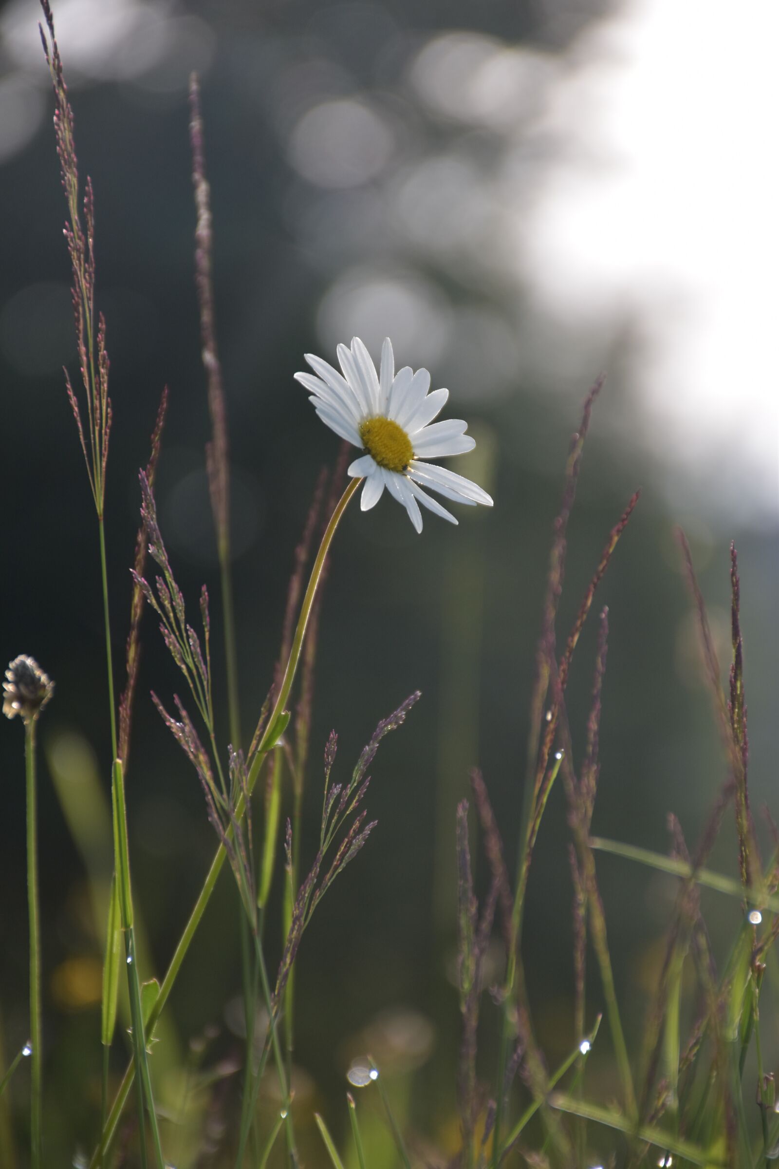 Nikon D5600 sample photo. Daisy, flower, meadow photography